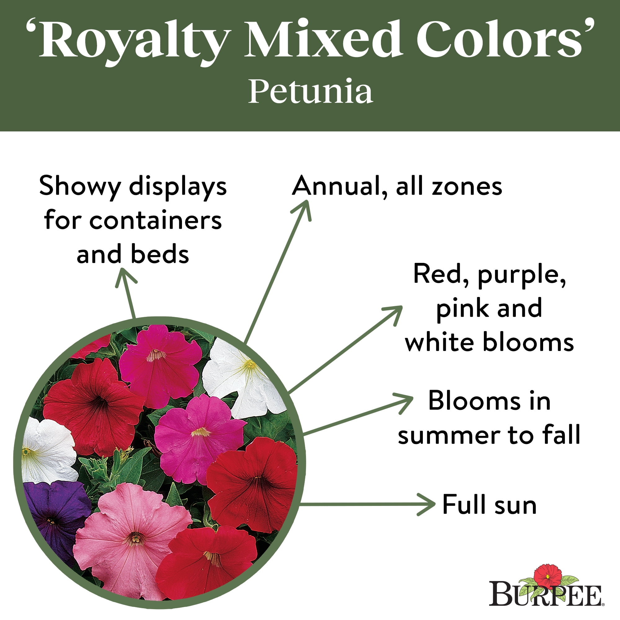 Burpee Royalty Petunia Flower Seeds (Mixed Colors, 1-Pack) ur6pm