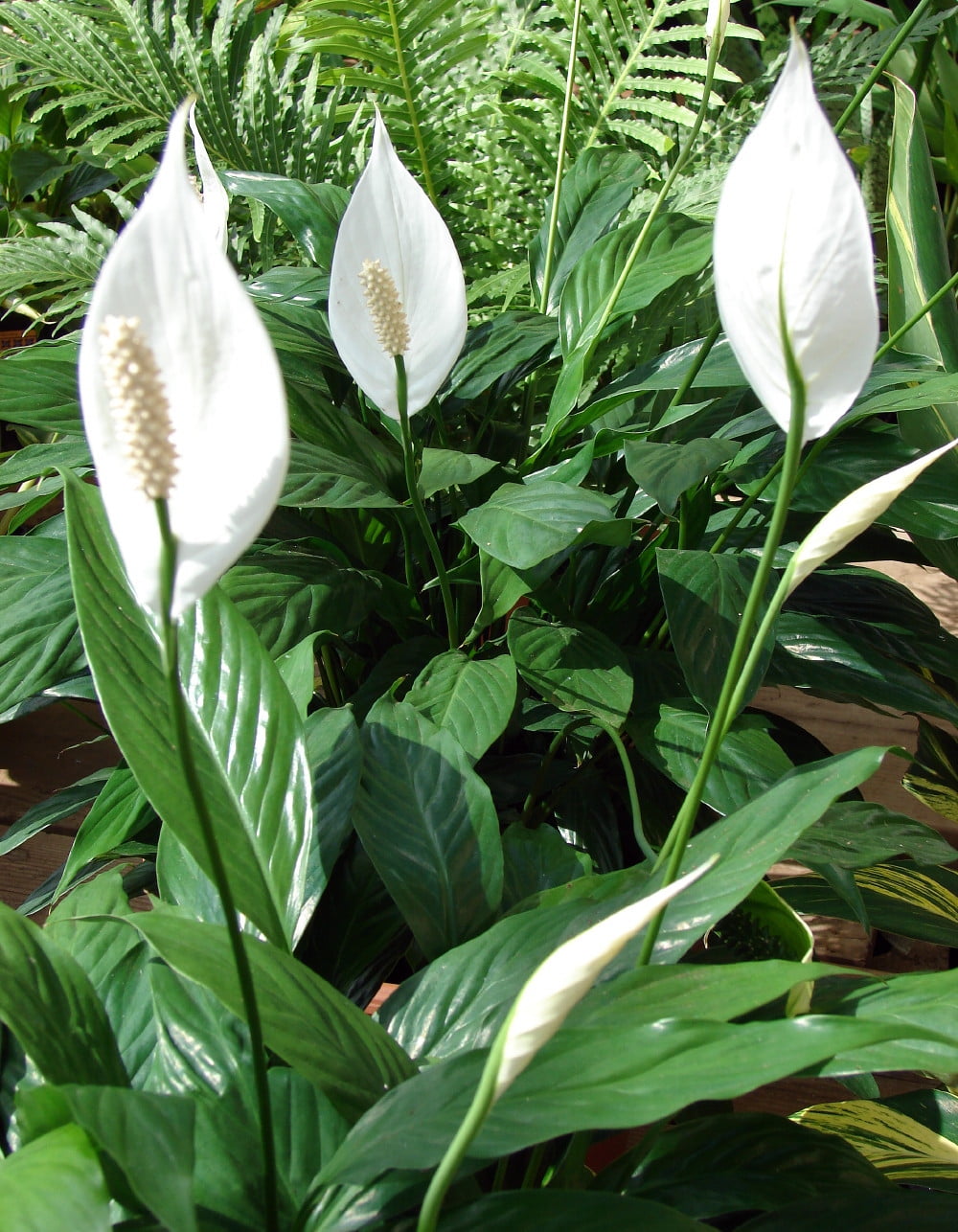 Hirt's Gardens Peace Lily Plant Spathiphyllum Indoor Houseplant (Green, 4 in) 5c6zw