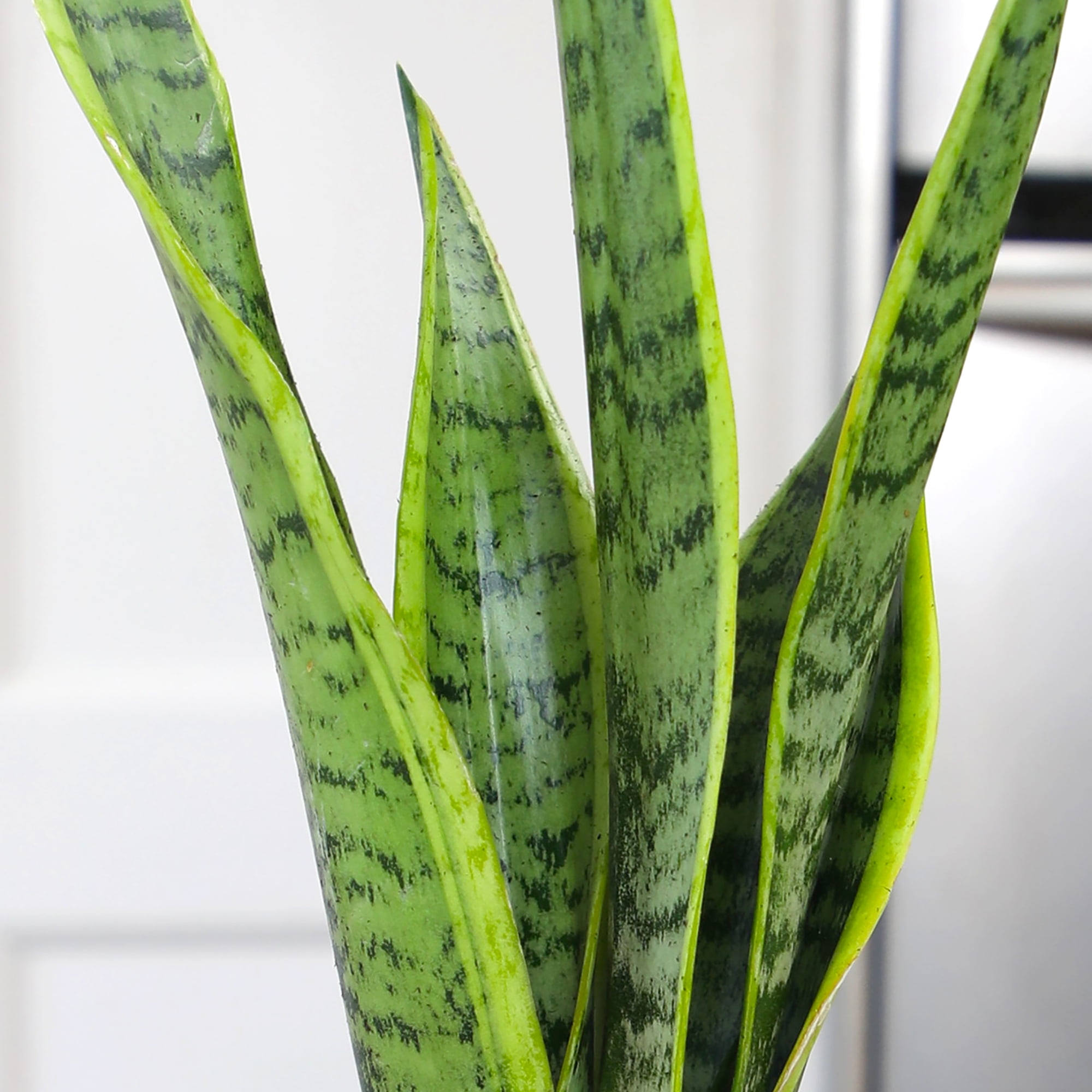 Altman Plants Laurentii Snake Plant Air Purifying Indoor Houseplant (Green, 4.25 in) 26jf3