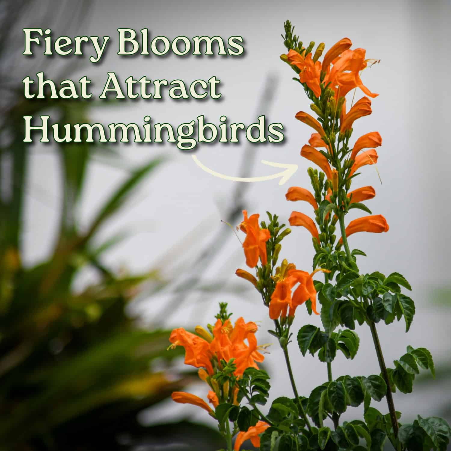 Tropical Plants of Florida Cape Honeysuckle Bush, Vibrant Orange Flowering Shrub (24 in to 30 in, 3 gal) wtps1
