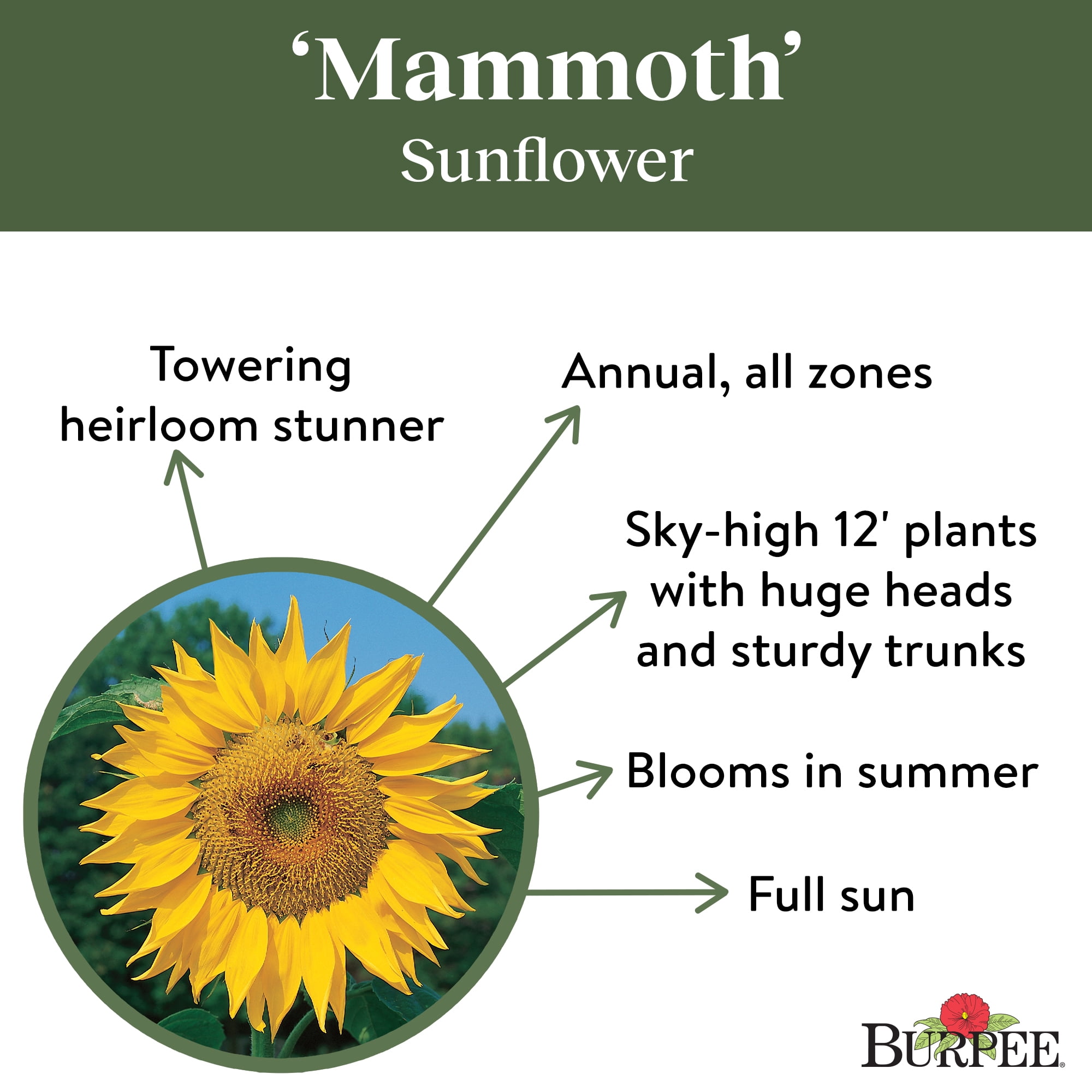 Burpee Organic Mammoth Sunflower Seeds (Heirloom Giant Variety, 1-Pack) gxux4