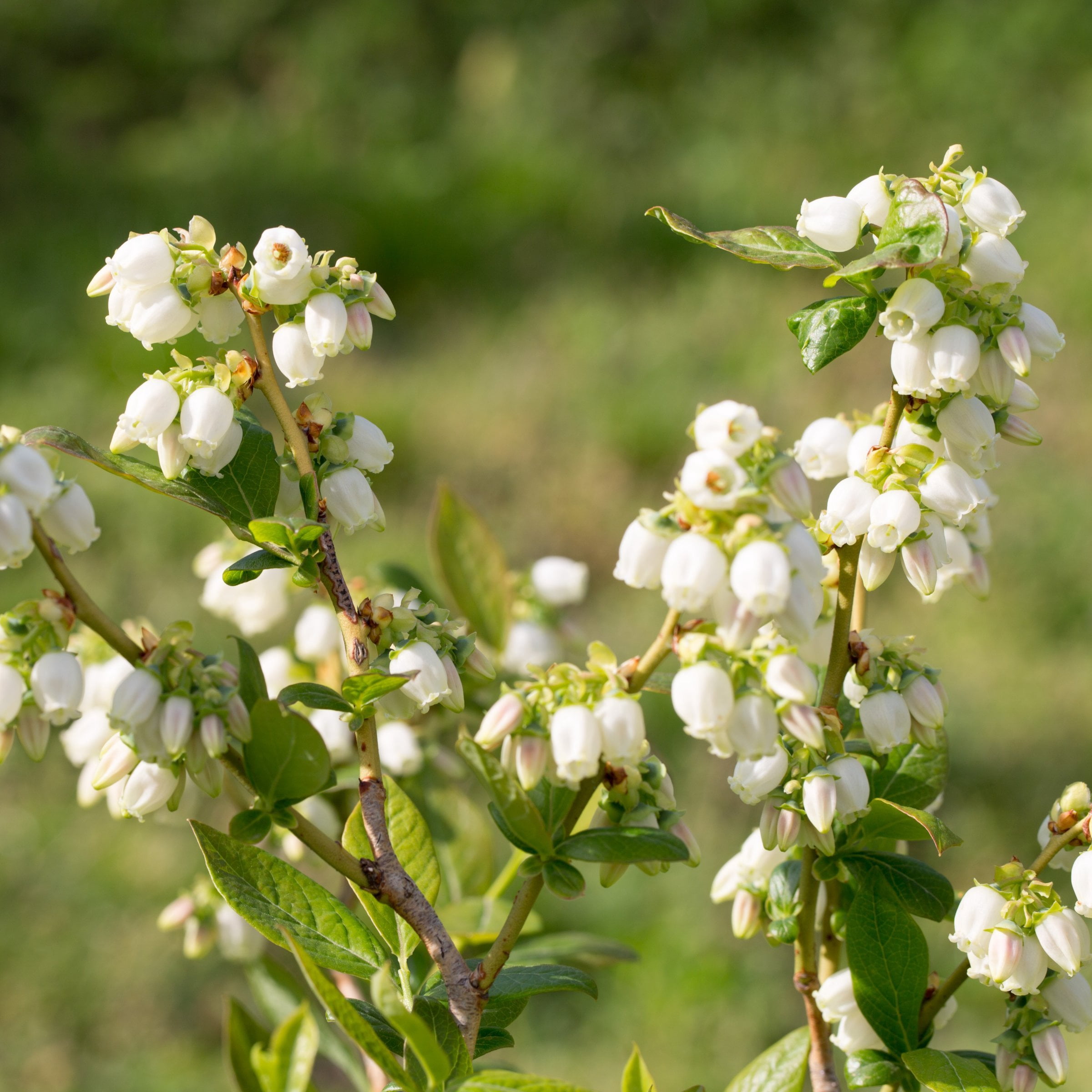 National Plant Network Legacy Blueberry Live Shrub (1 gal) m3u22