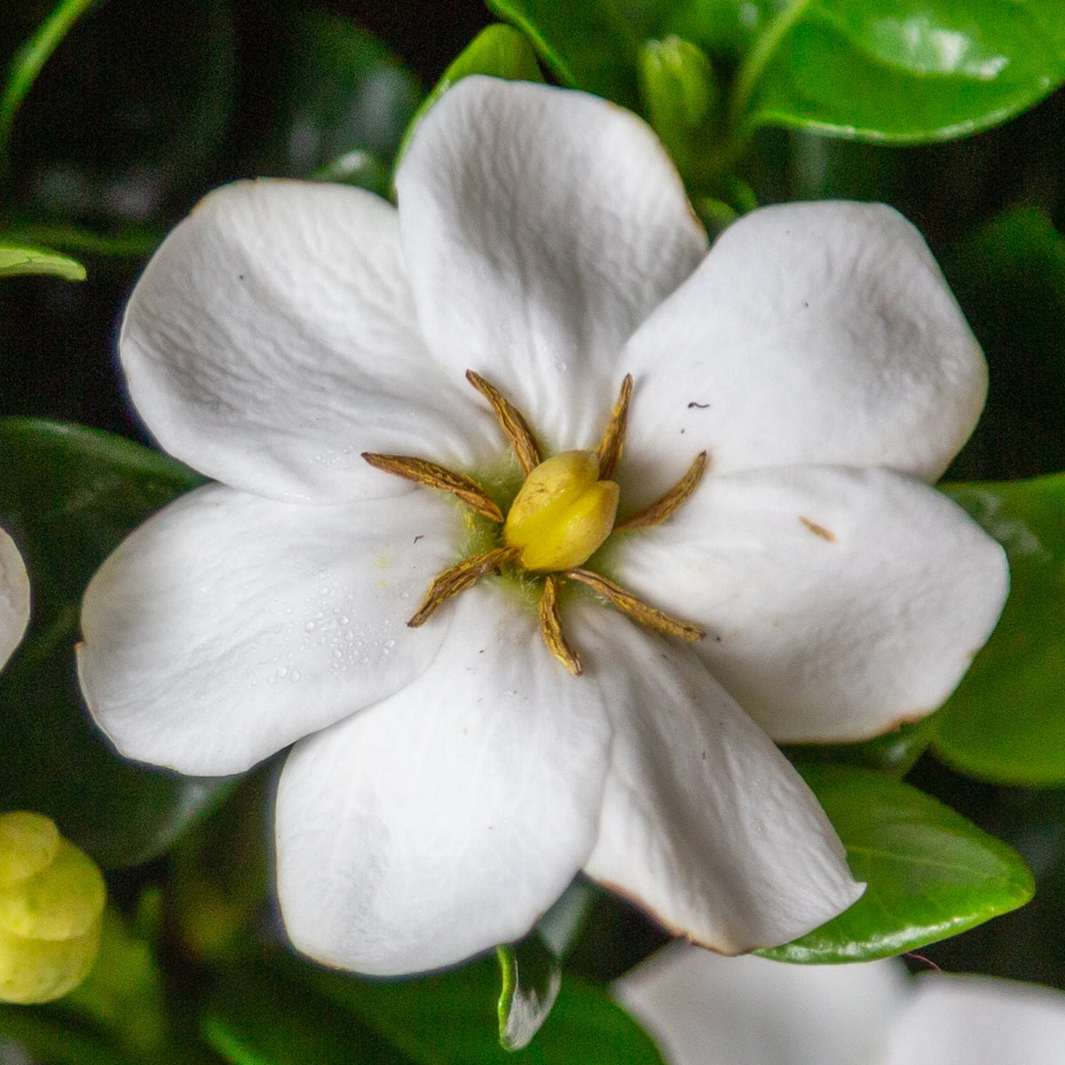 Southern Living Diamond Spire Gardenia Live Shrub (Creamy-White, 2.5 qt) ipiep