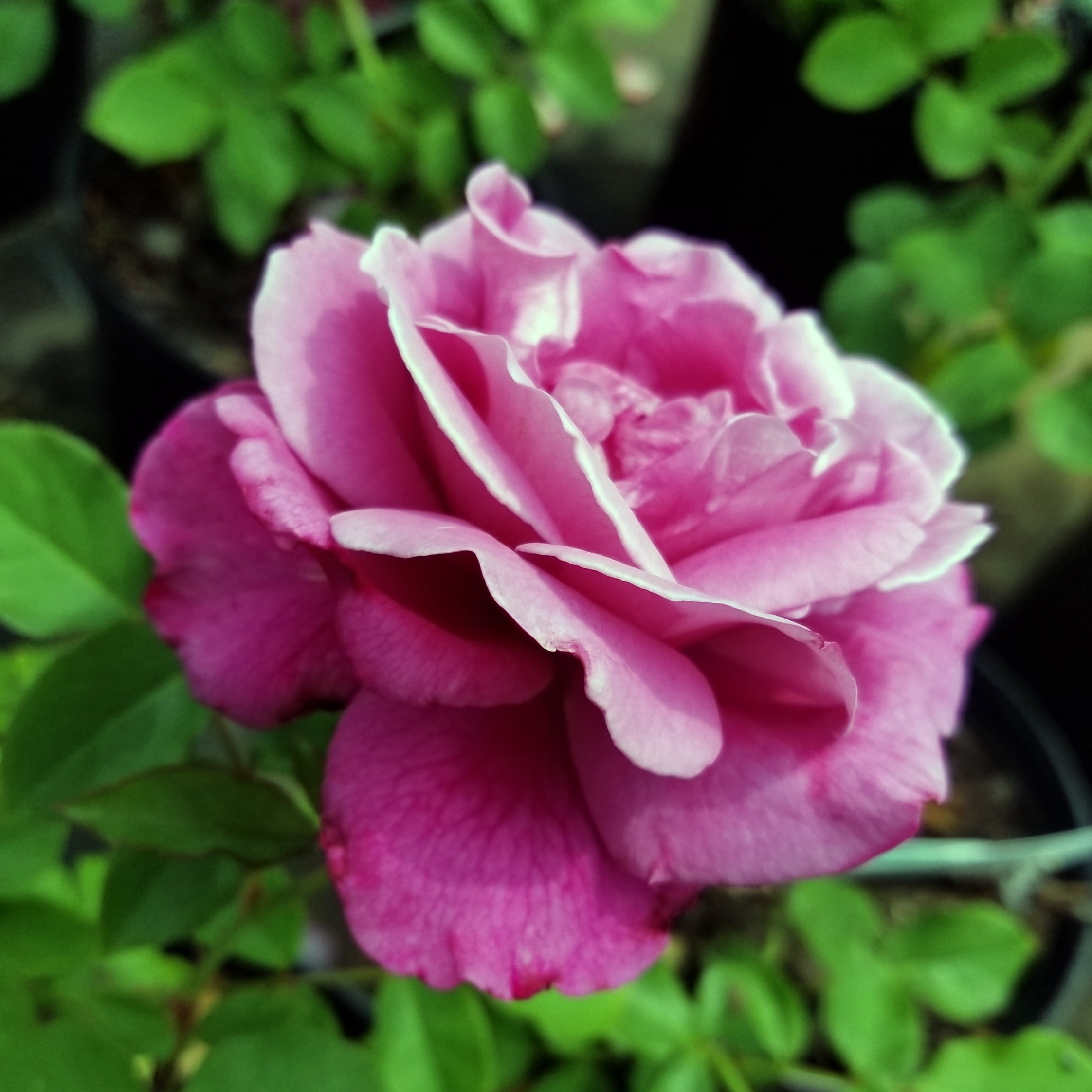 Expert Gardener Dormant Garden Rose Live Shrub (Disease Resistant, 3 ft to 4 ft Height) e8kta