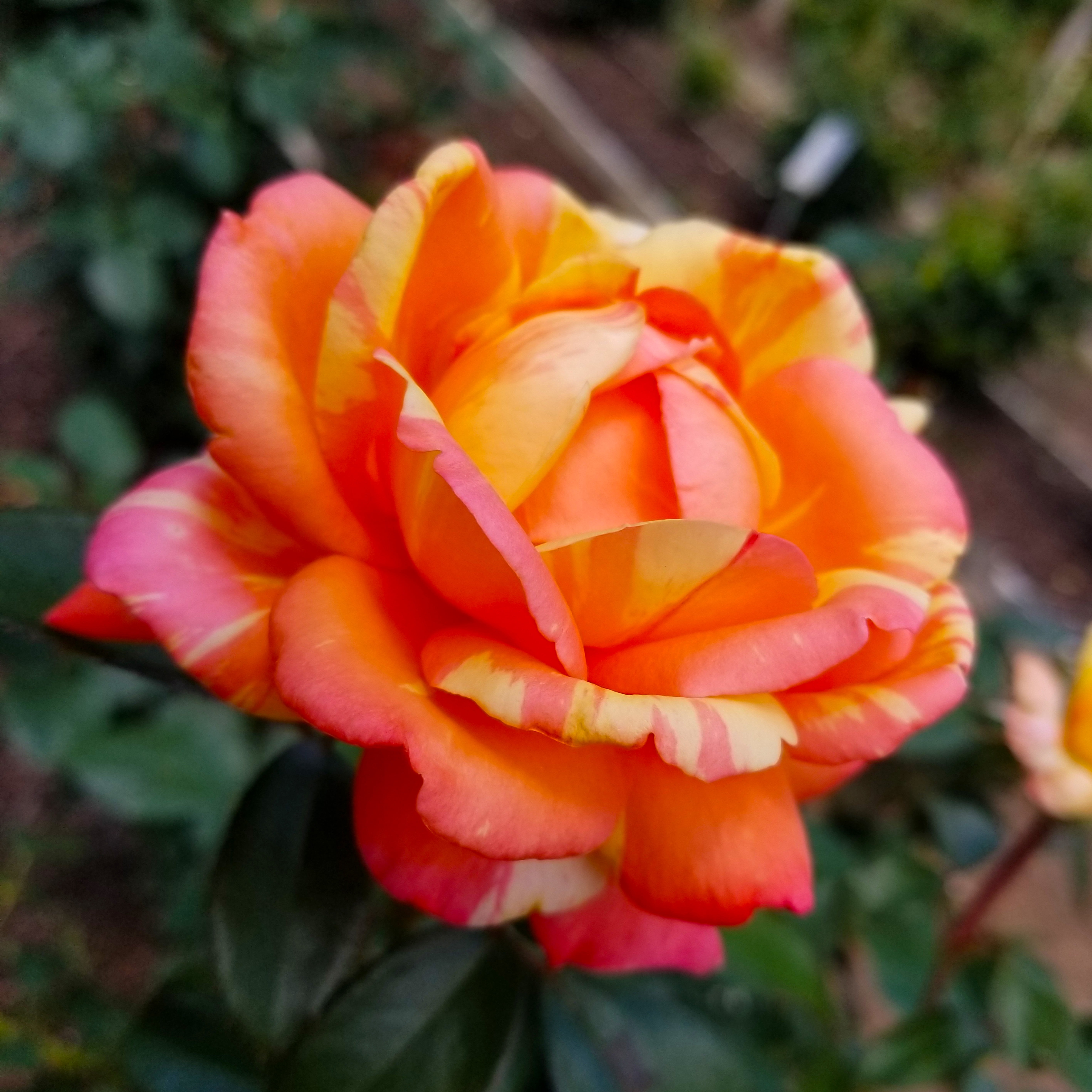 Expert Gardener Dormant Garden Rose Live Shrub (Disease Resistant, 3 ft to 4 ft Height) e8kta