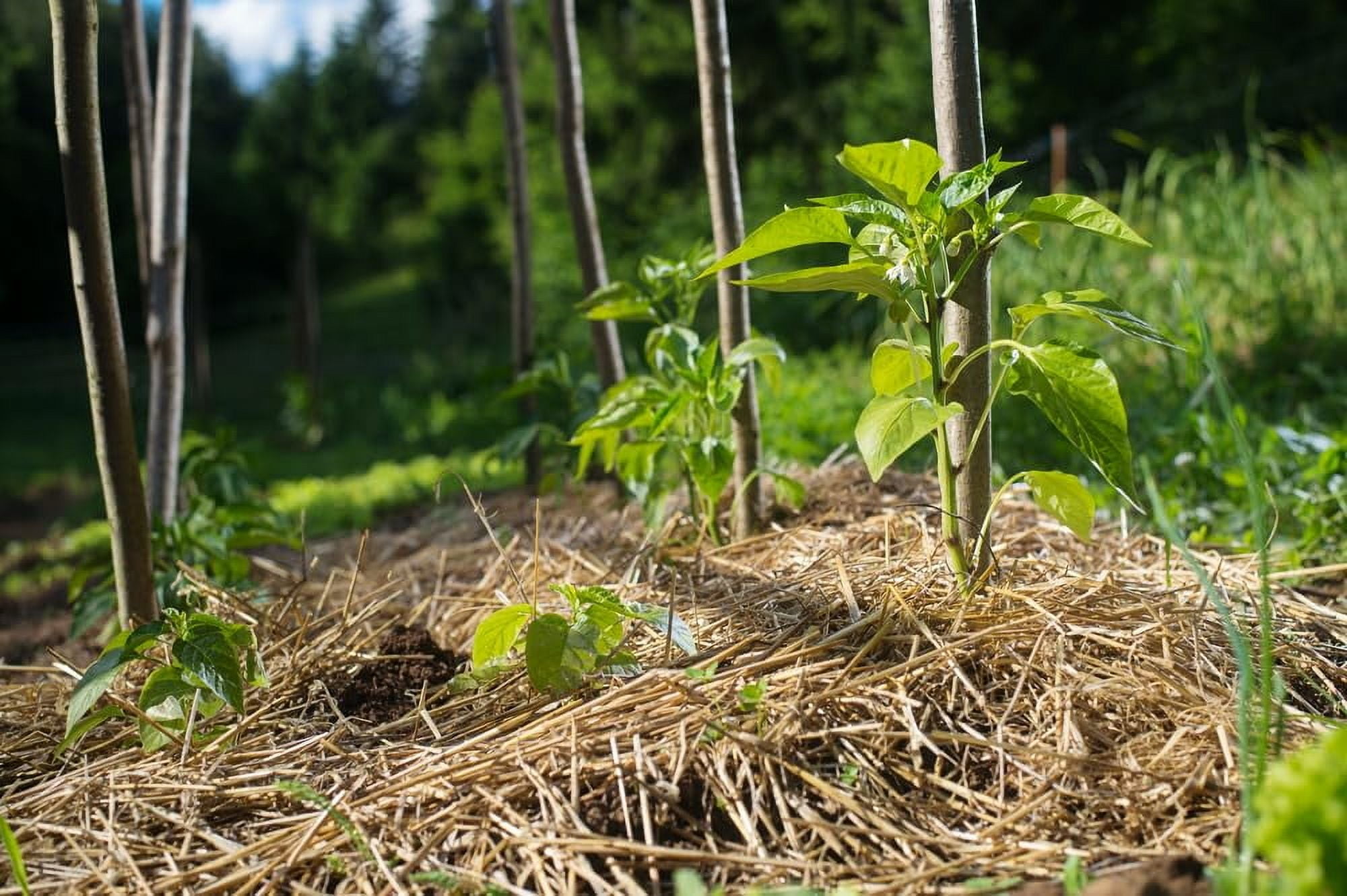 CZ Grain Wheat Straw Garden Mulch for Vegetable and Strawberry Patches (Natural, 2 lb) wjhjv
