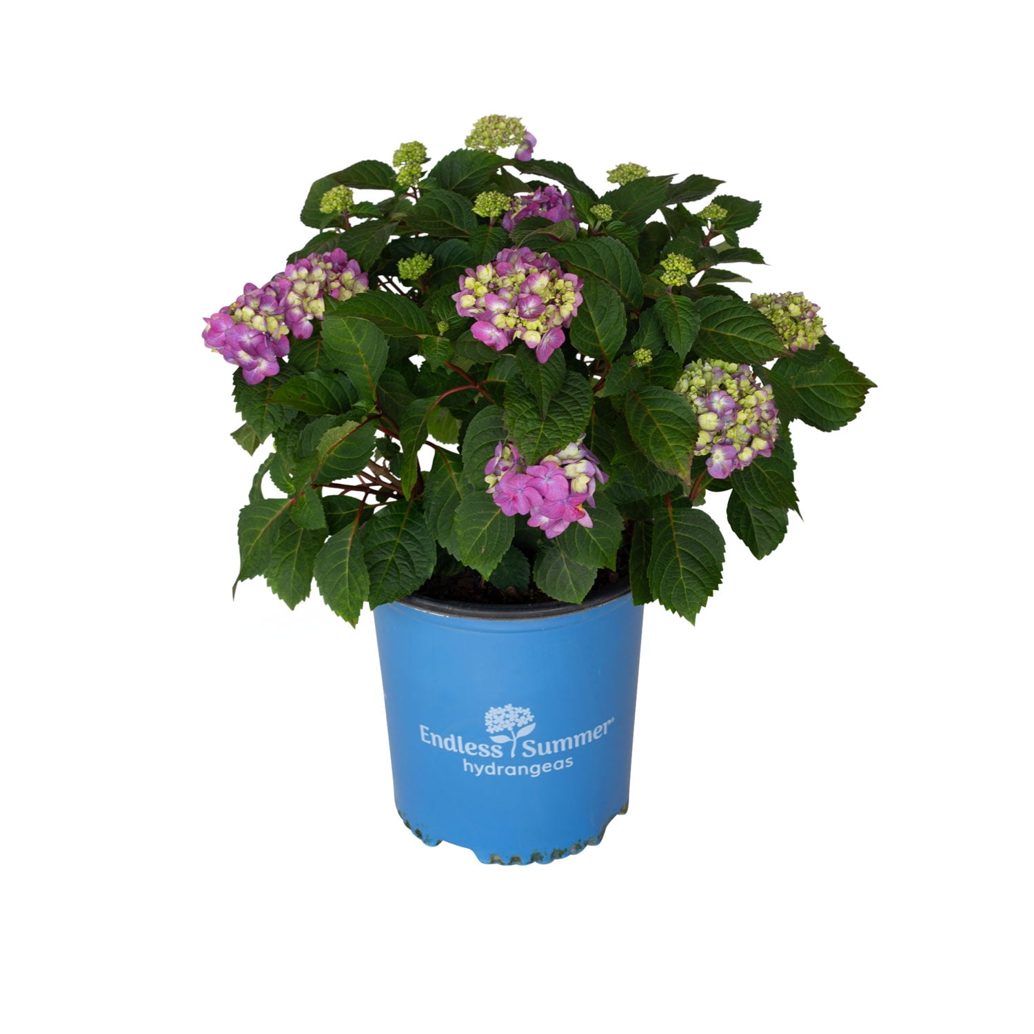 Endless Summer BloomStruck Reblooming Hydrangea Live Shrub (Pink and Blue, 2 Gallon) zkacp