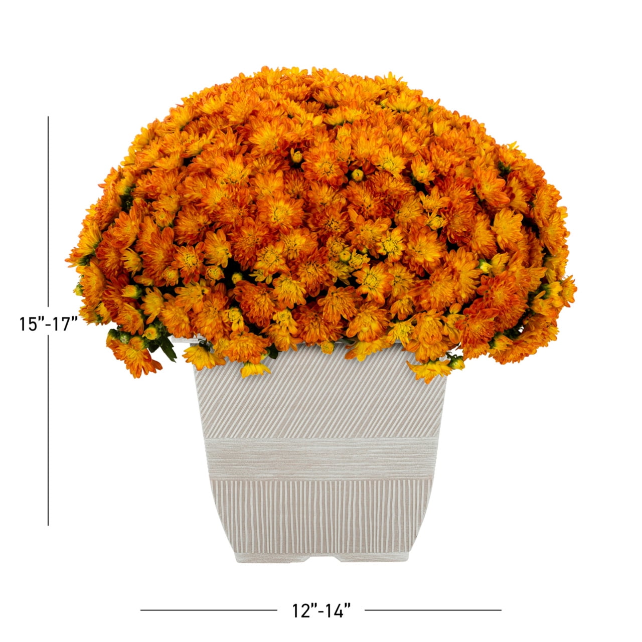 Expert Gardener Orange Garden Chrysanthemum Live Plant in Decorative Square Pot (1 gal) zbjss