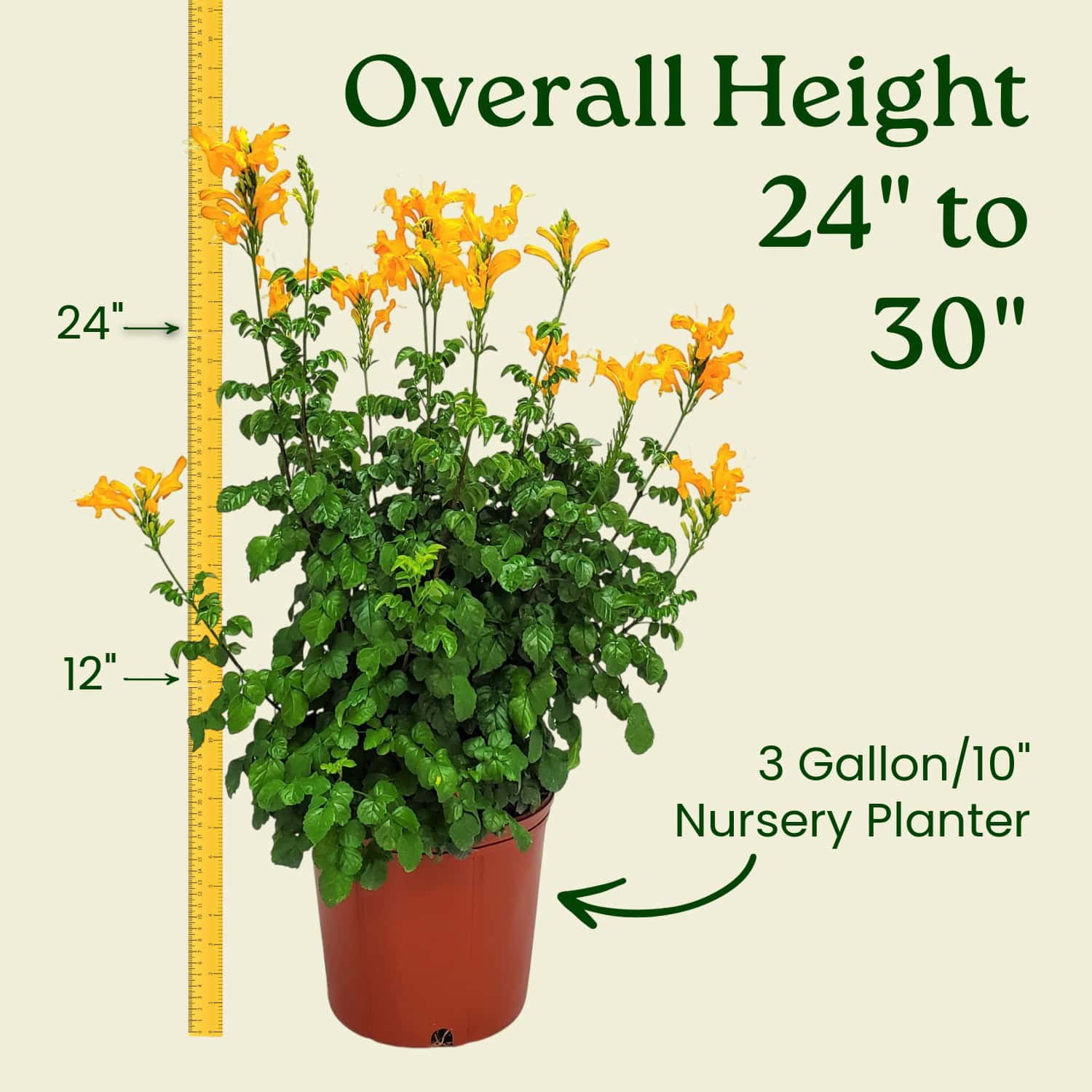 Tropical Plants of Florida Cape Honeysuckle Bush, Vibrant Orange Flowering Shrub (24 in to 30 in, 3 gal) wtps1