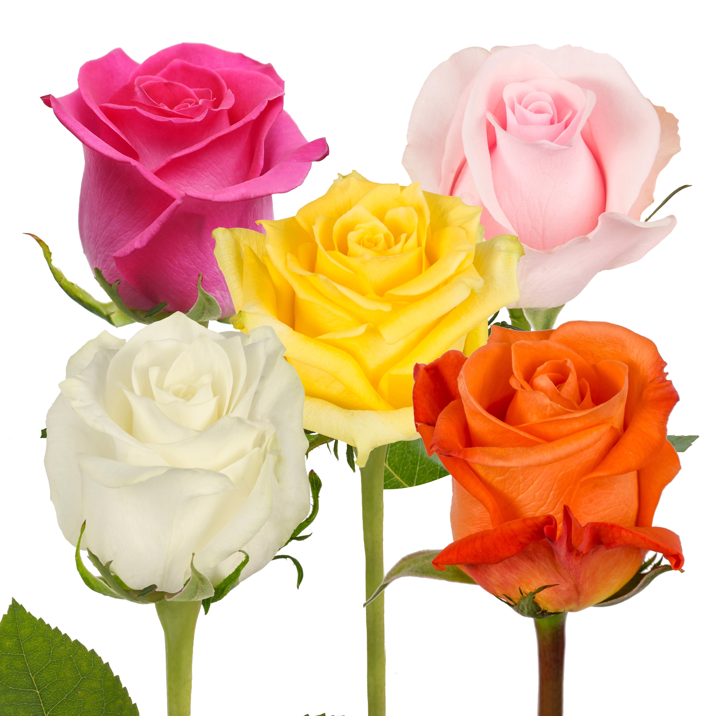 Bloomingmore Assorted Fresh Cut Roses, Farm Direct Floral Arrangement (Multi-Color, 100 Stems, 24 in) jpggh