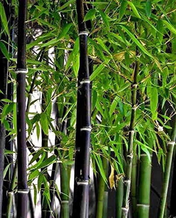 CZ Grain Black Bamboo Seeds for Planting (Fast Growing Privacy Screen, 300 Count) cje7d