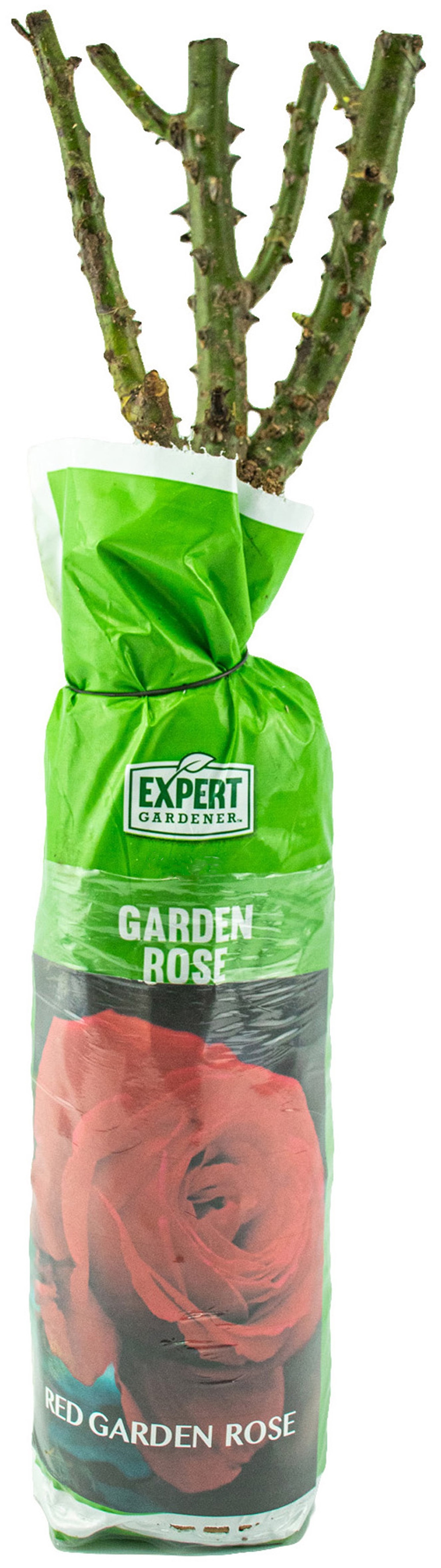 Expert Gardener Dormant Garden Rose Live Shrub (Disease Resistant, 3 ft to 4 ft Height) e8kta