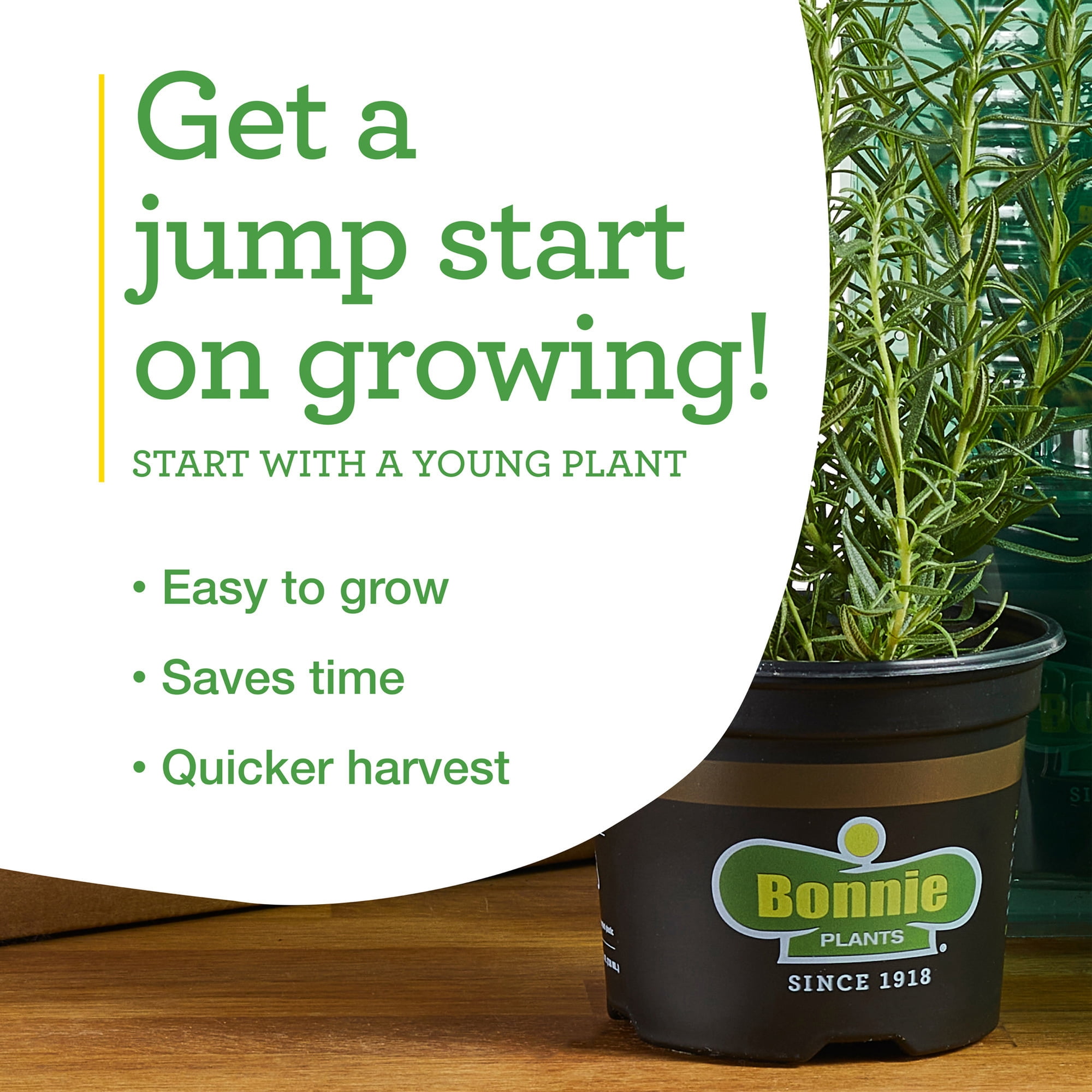 Bonnie Plants Rosemary Live Herb Plant (Green, 19.3 oz, 2-Pack) awnm4