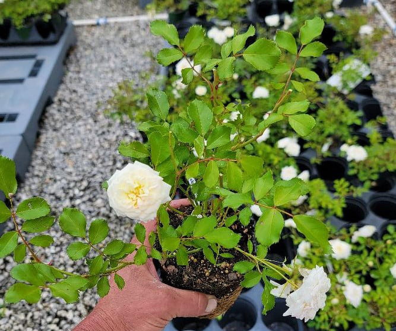 New Life Nursery & Garden White Drift Groundcover Rose Live Plant (1 QT) qhhzt