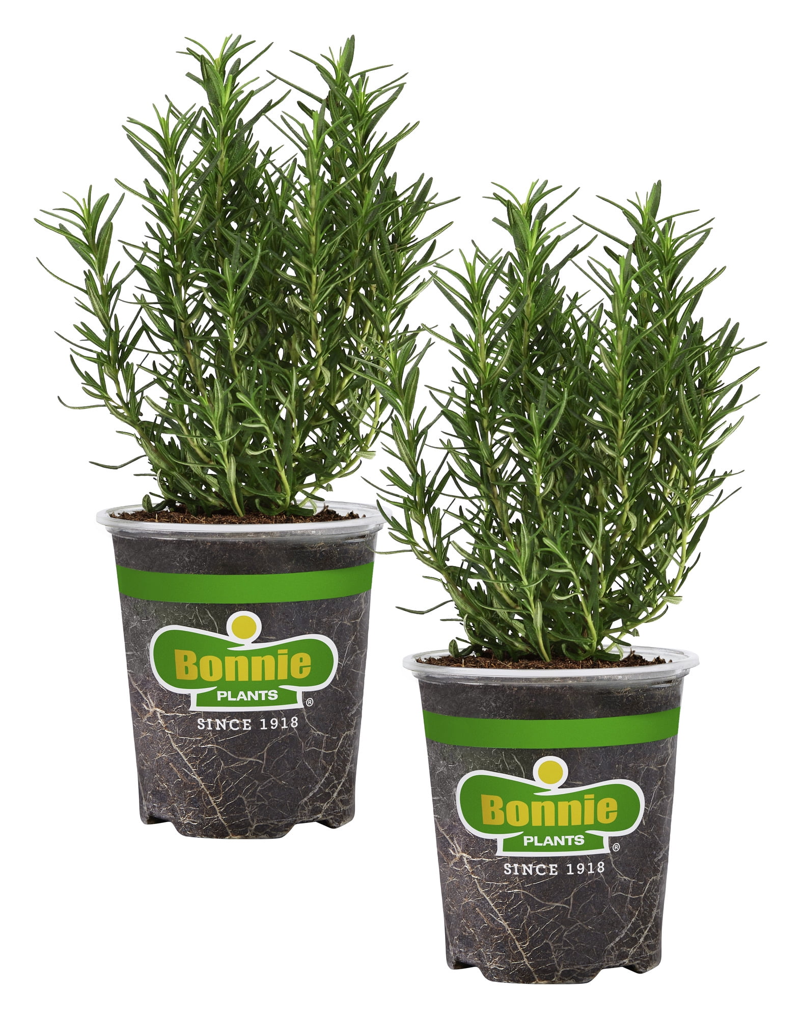 Bonnie Plants Rosemary Live Herb Plant (Green, 19.3 oz, 2-Pack) awnm4