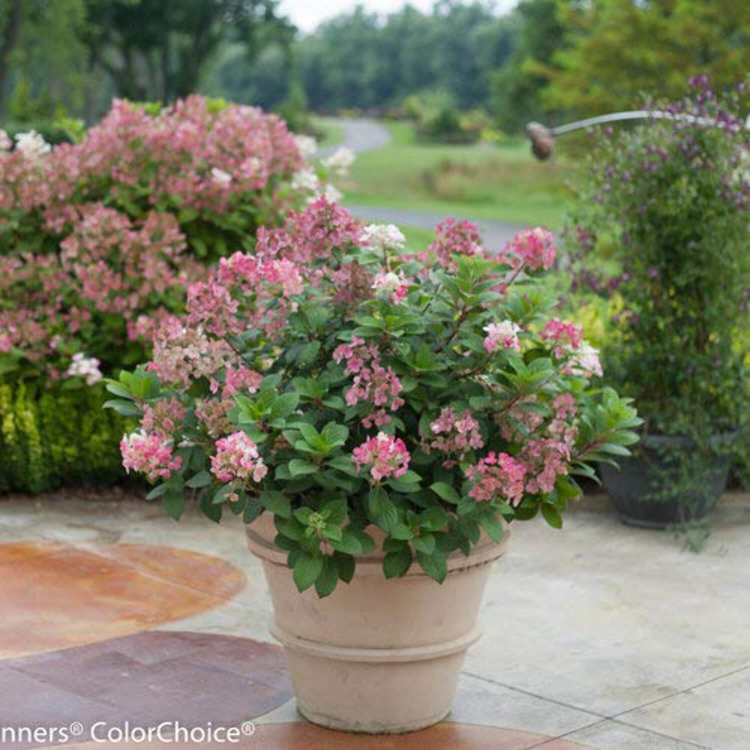 Green Promise Farms Little Quick Fire Panicle Hydrangea Live Shrub (Pink, 3-5 ft) pbq8t
