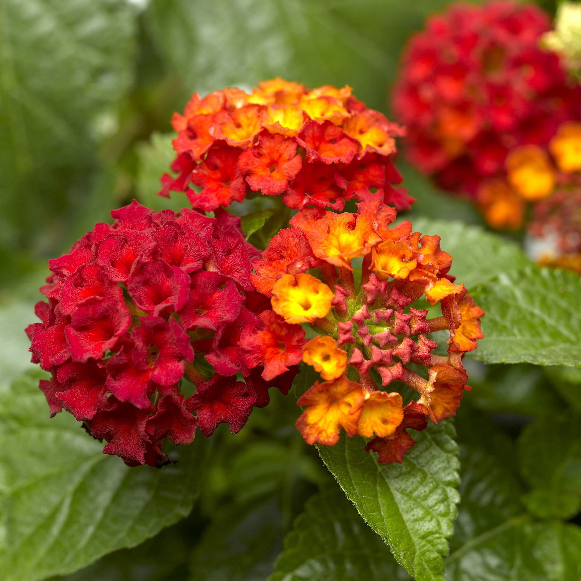 Expert Gardener Dallas Red Lantana Live Plant (Red, 2.5 qt) zzdt8