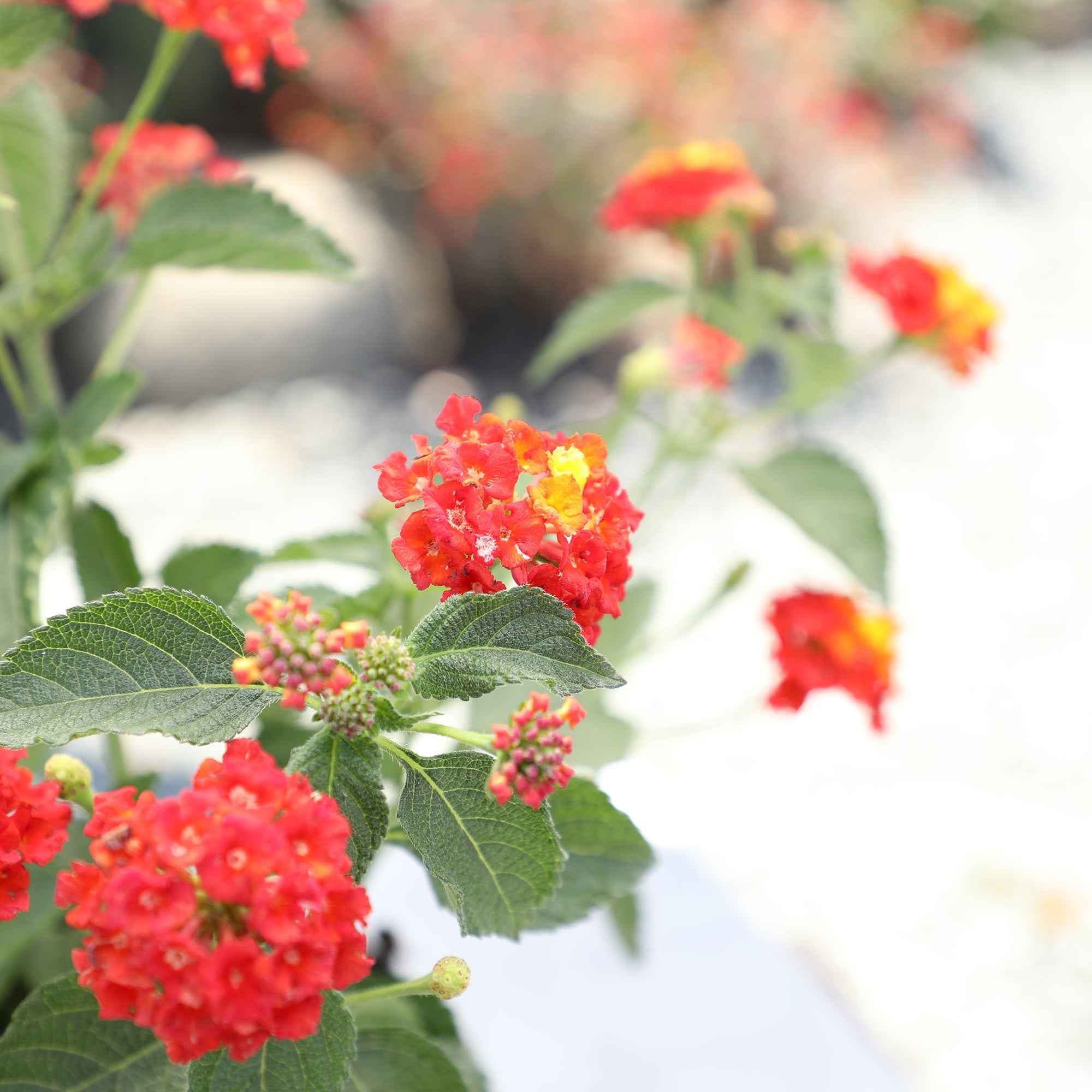 Expert Gardener Dallas Red Lantana Live Plant (Red, 2.5 qt) zzdt8