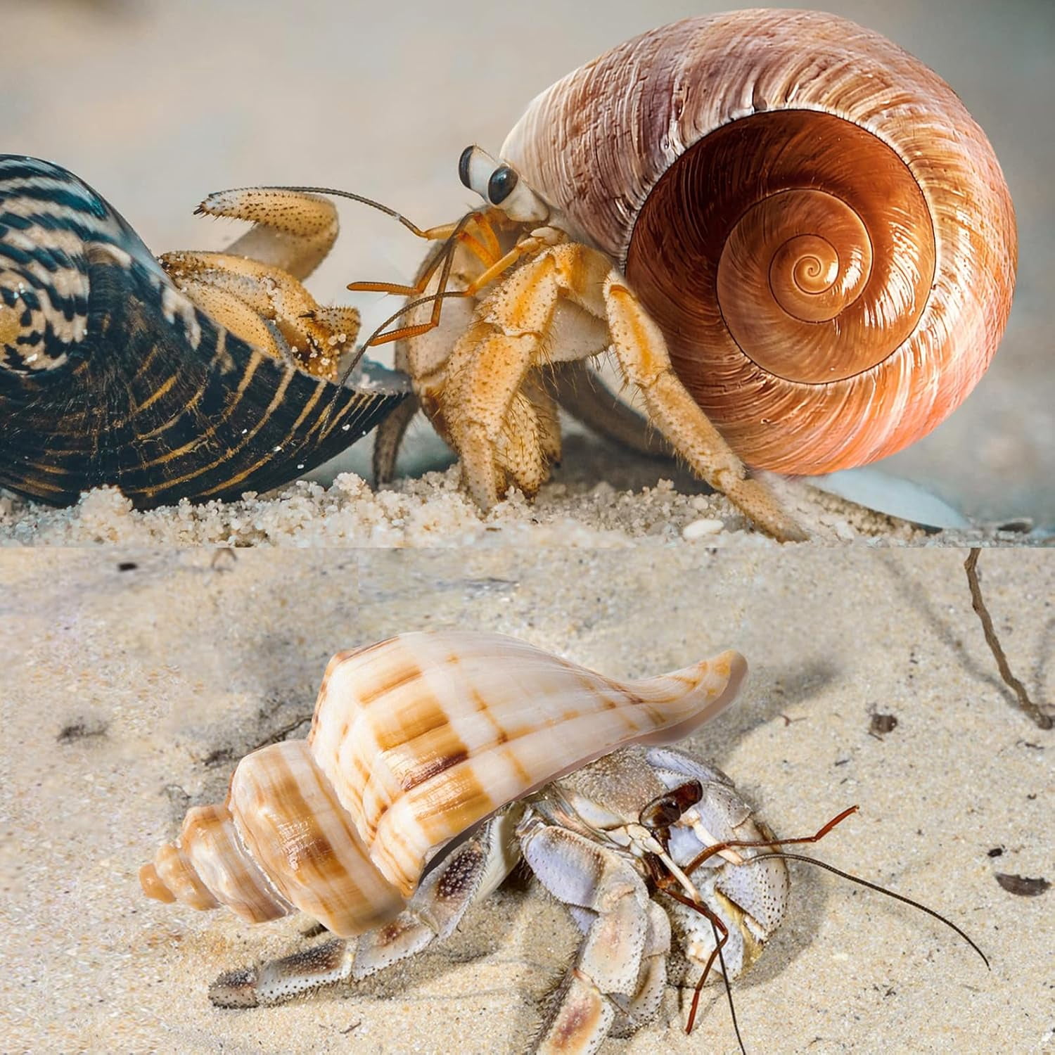 SINKOO Natural Hermit Crab Shells for Medium to Large Crabs (White, 5 Pack, 2.8 in - 3.9 in) 6ihji