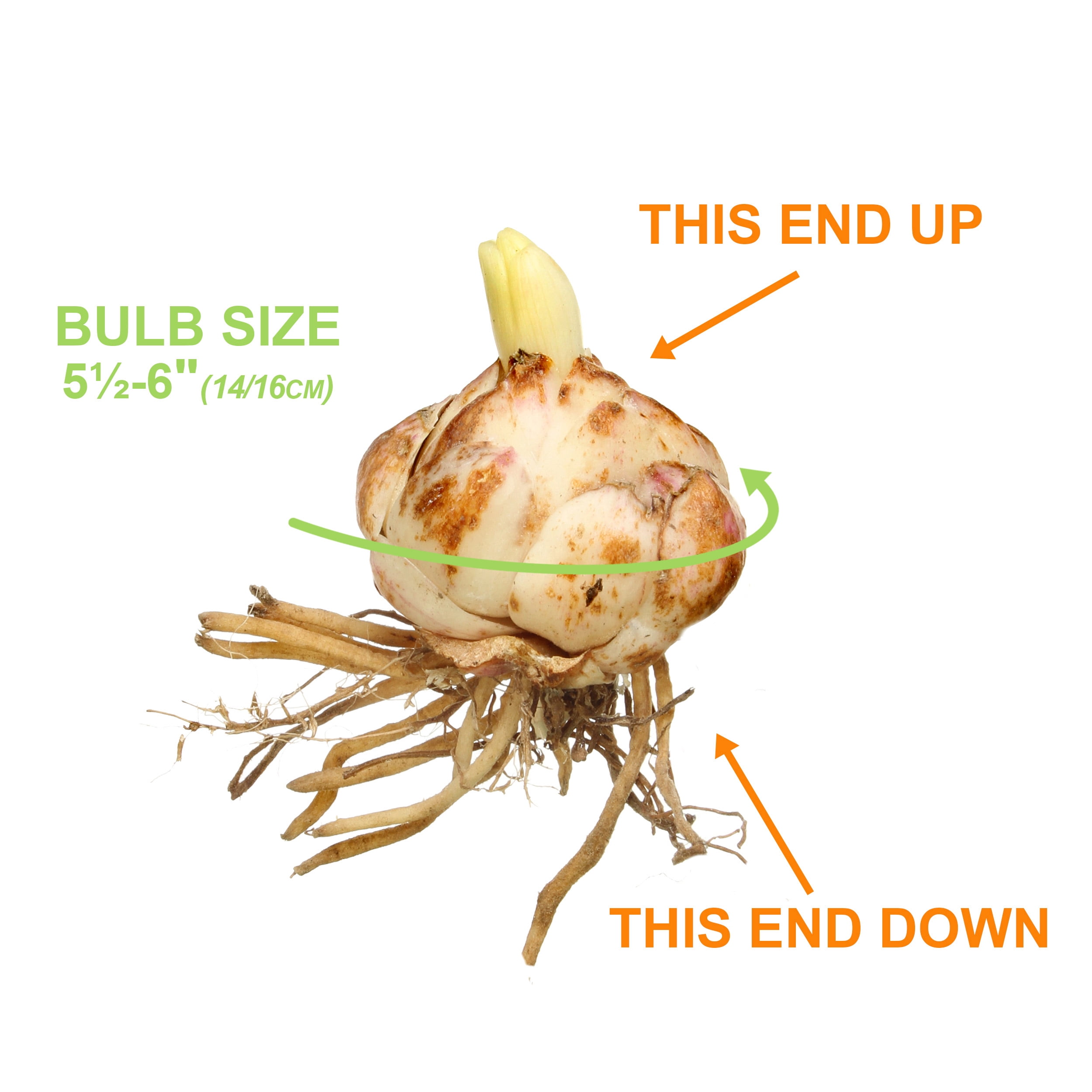 Garden State Bulb Co. Sweet Surrender Asiatic Lily Flower Bulbs (Creamy-White, 10 Pack) vws6s