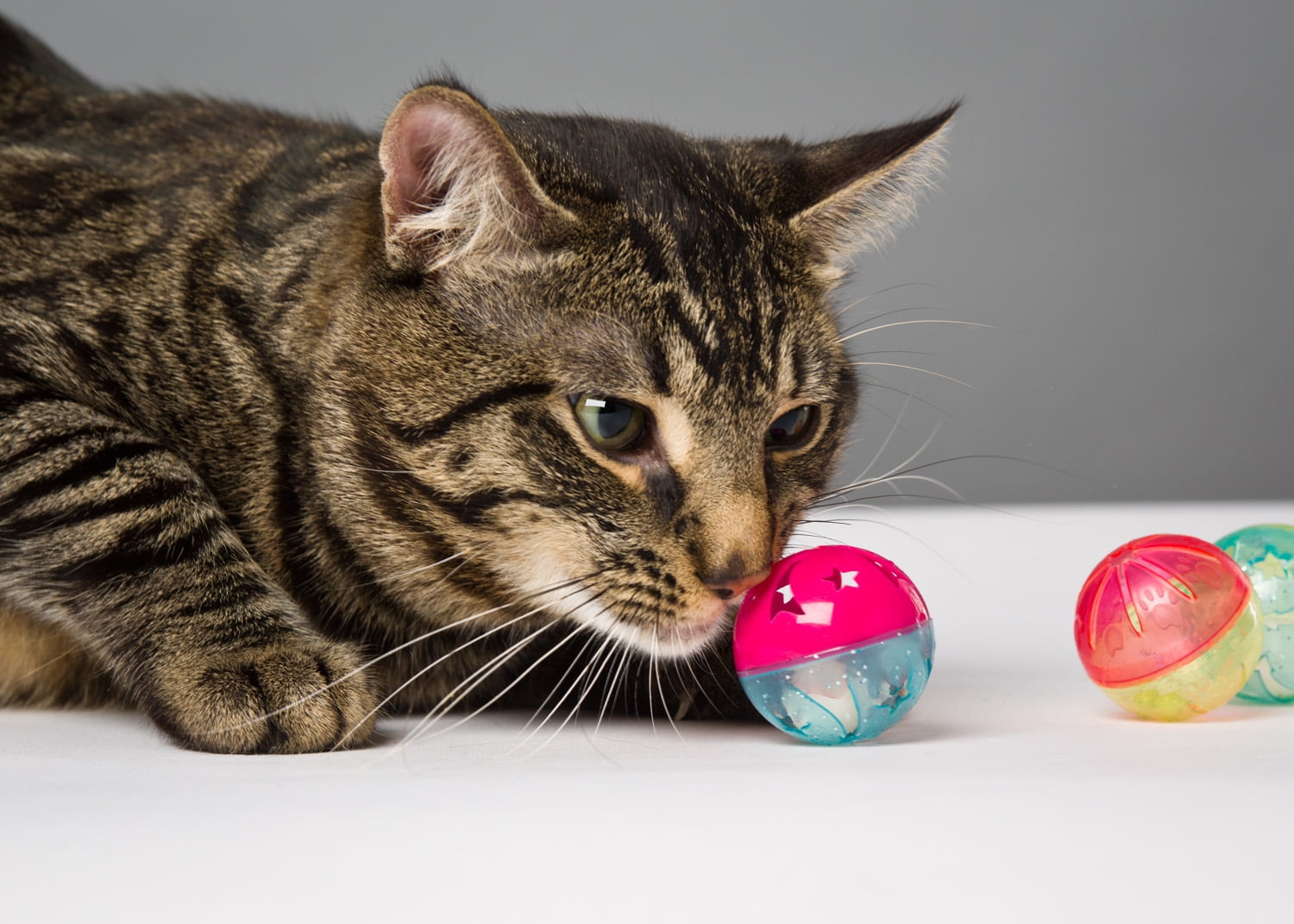 Hartz Just For Cats Bizzy Balls Interactive Cat Toy (Multi-Color, 3 Pack) n7qkn - Image 5