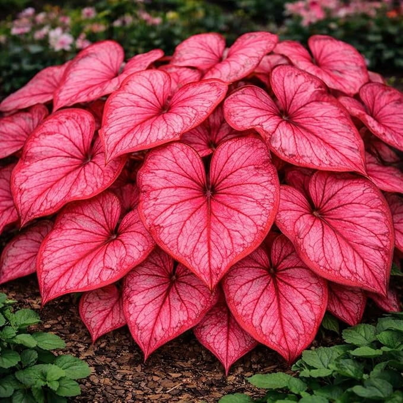 CZ Grain Desert Sunset Caladium Bulbs for Planting (Multi-Color, 4 Pack) 6v0qt
