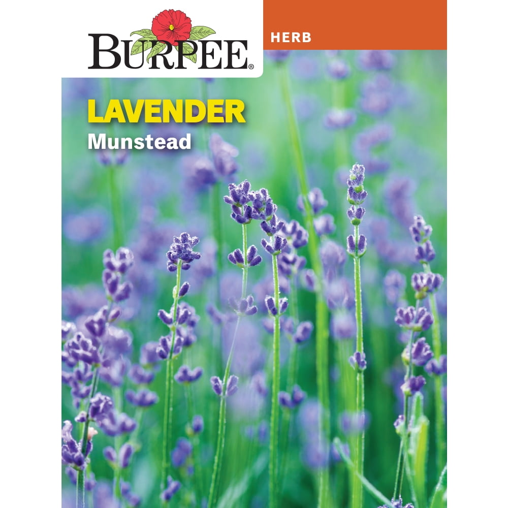 Burpee Munstead Lavender Herb Seeds (Full Sun, 1-Packet) s8y6n