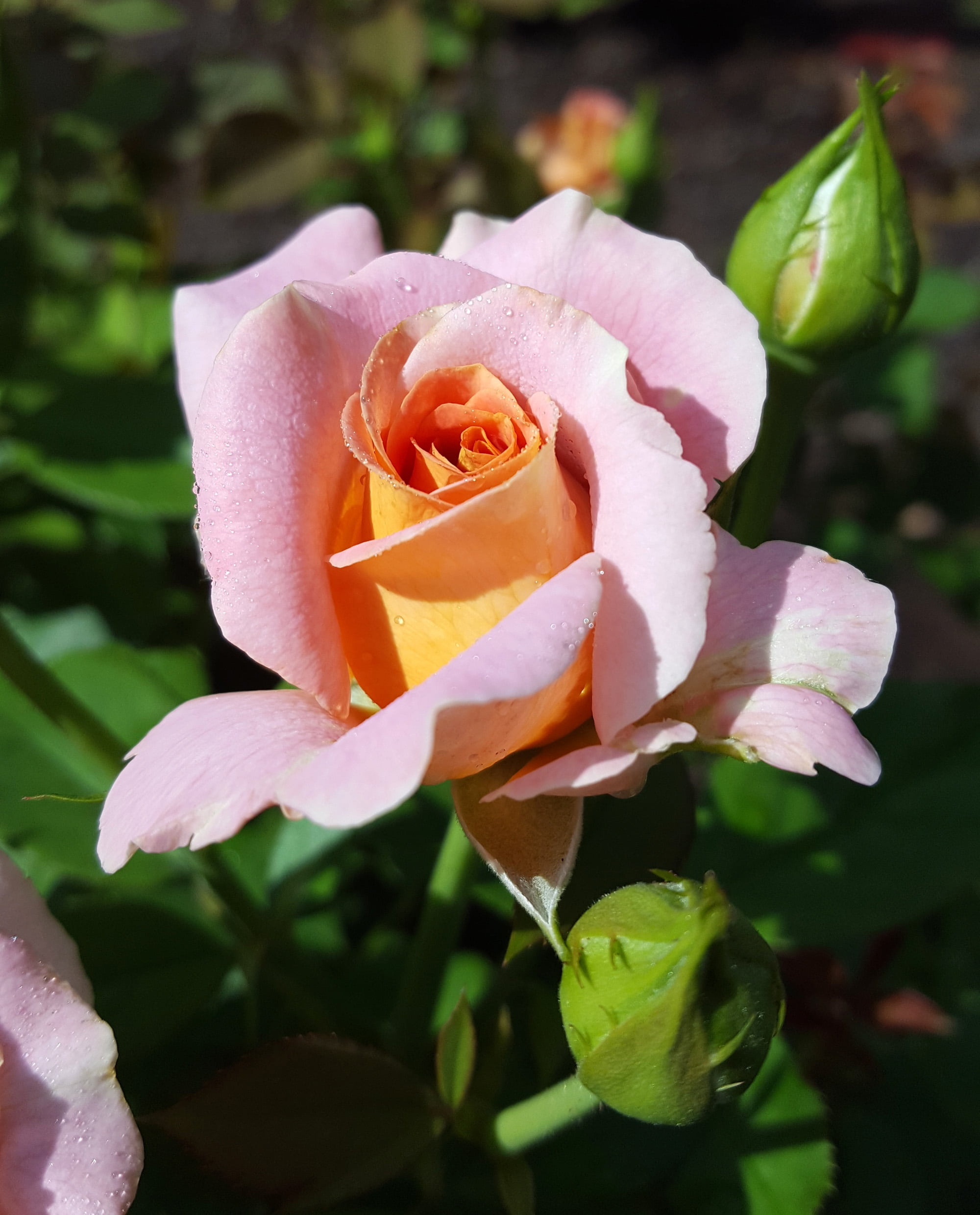 Expert Gardener Dormant Garden Rose Live Shrub (Disease Resistant, 3 ft to 4 ft Height) e8kta