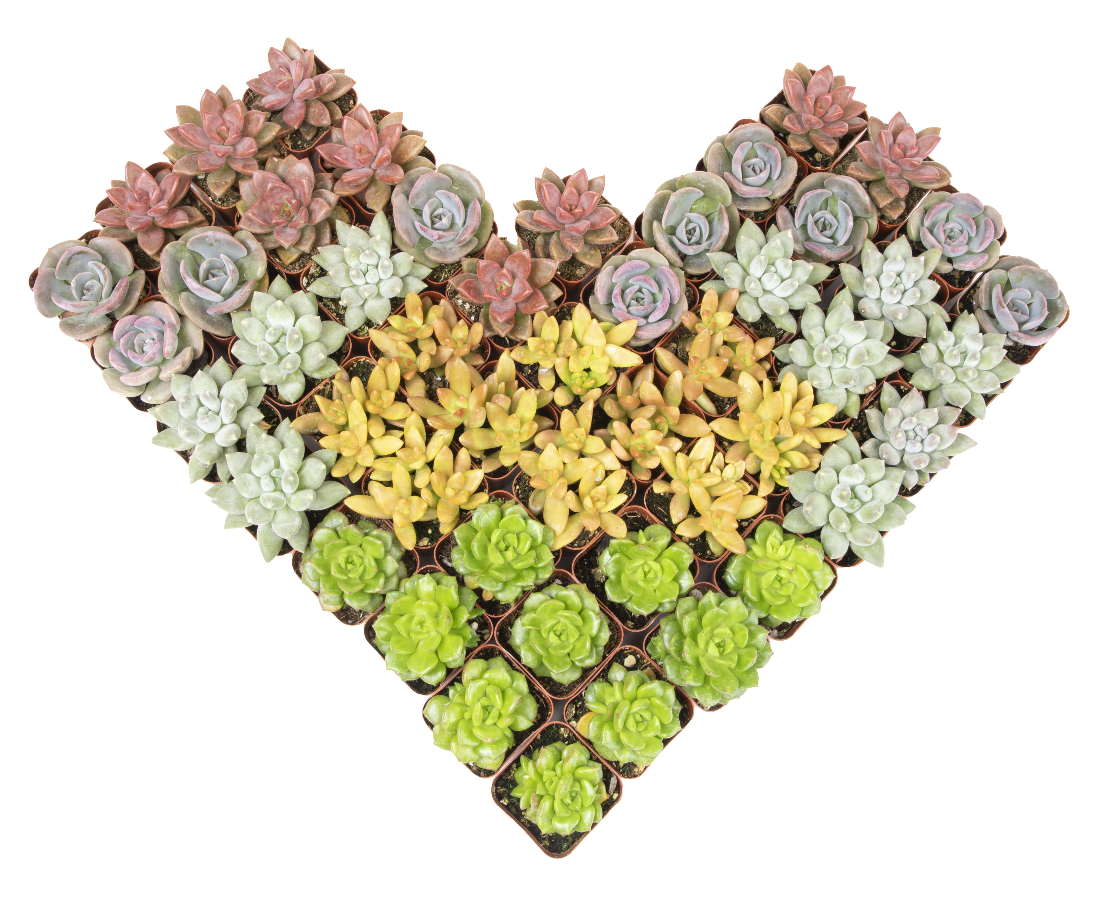 Altman Plants Live Succulent Assortment (Indoor & Outdoor Decorative Plants) (50 Pack, 2 in Pots) k66wu