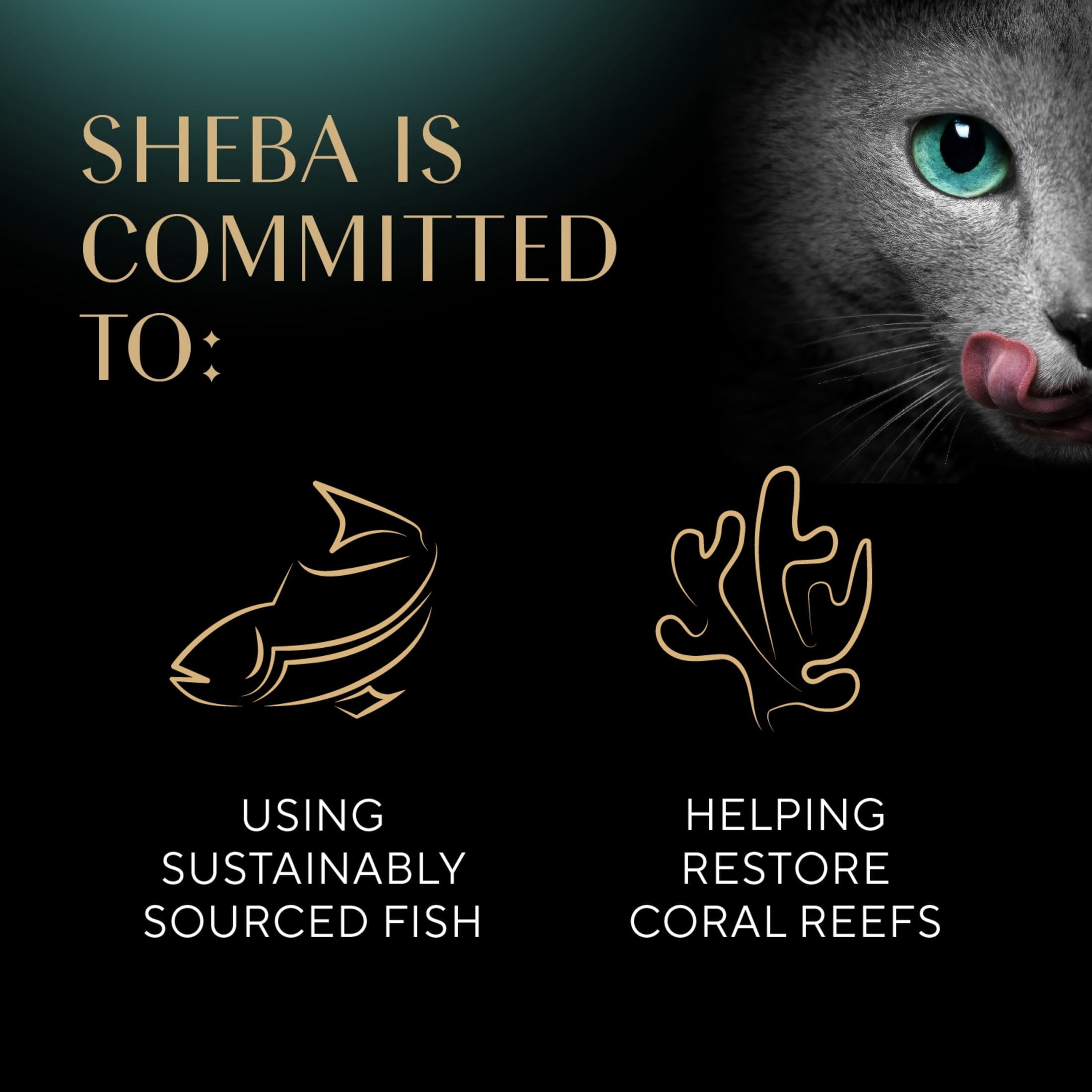 SHEBA Perfect Portions Wet Cat Food Cuts in Gravy Variety Pack (24 Trays, 2.6 oz each) knfl8