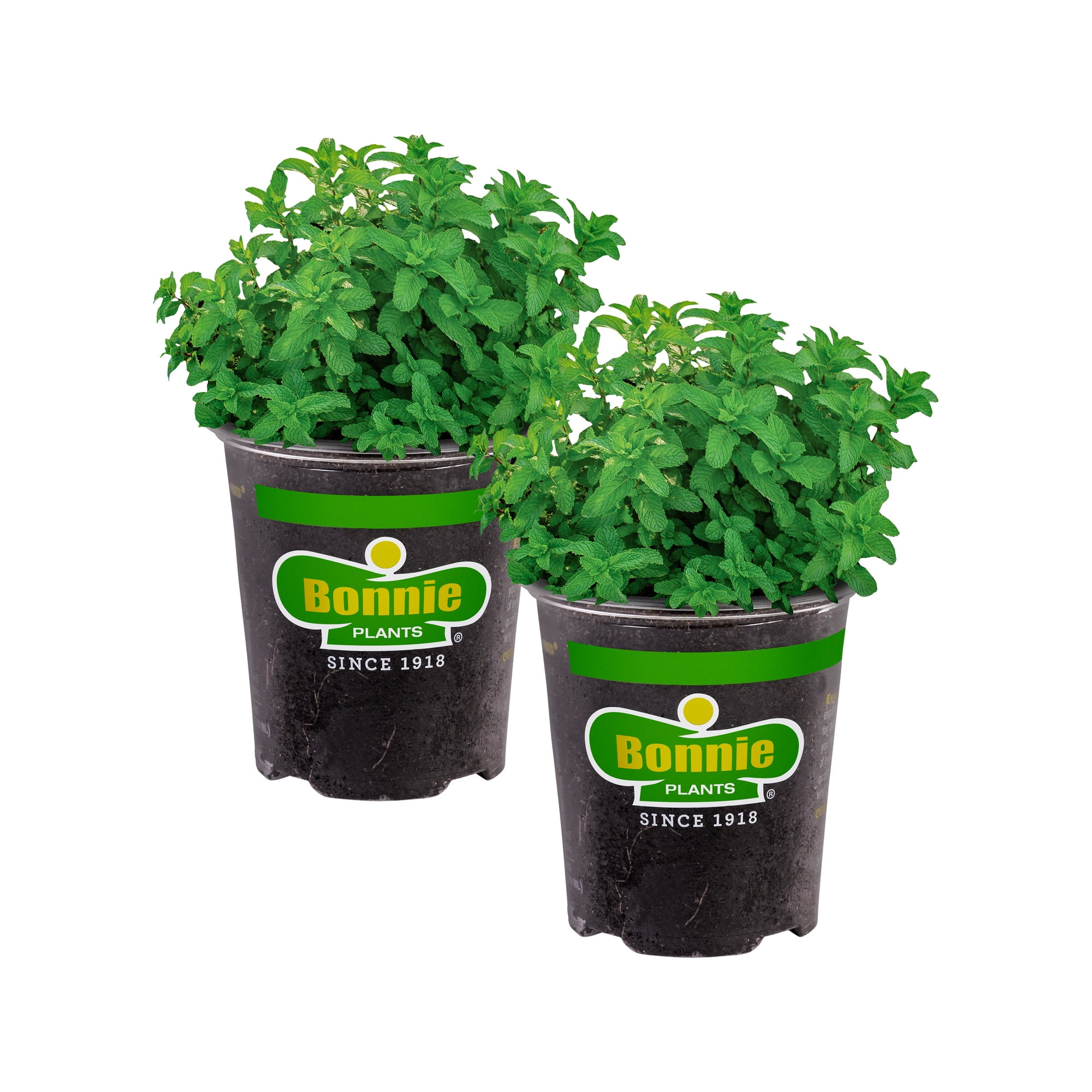 Bonnie Plants Lemon Balm Herb Plant (Green, 19.3 oz, 2-Pack) gpm67