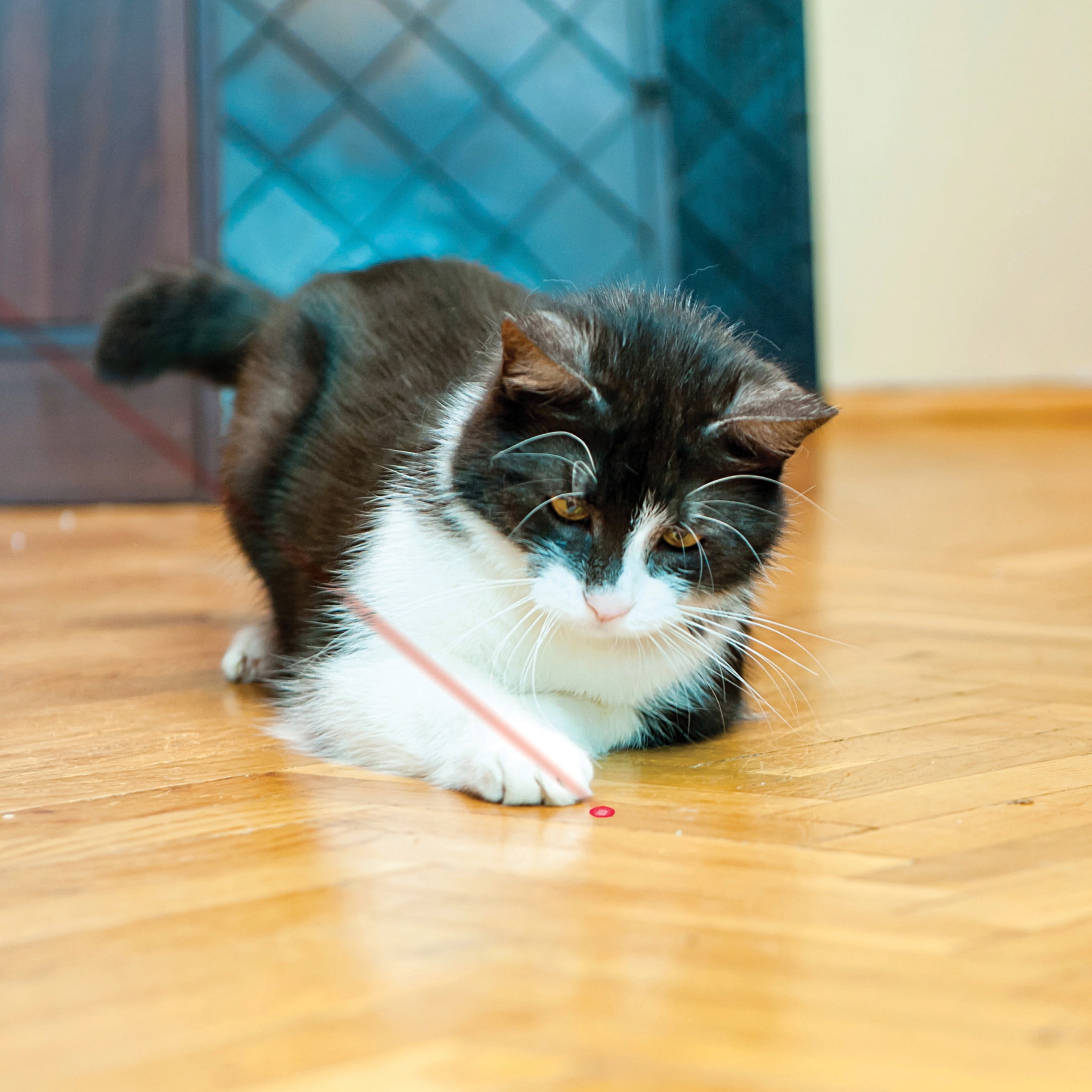 KONG Laser Pointer Interactive Cat Toy for Exercise and Hunting Stimulation (Red, 1 Count) jnjwr