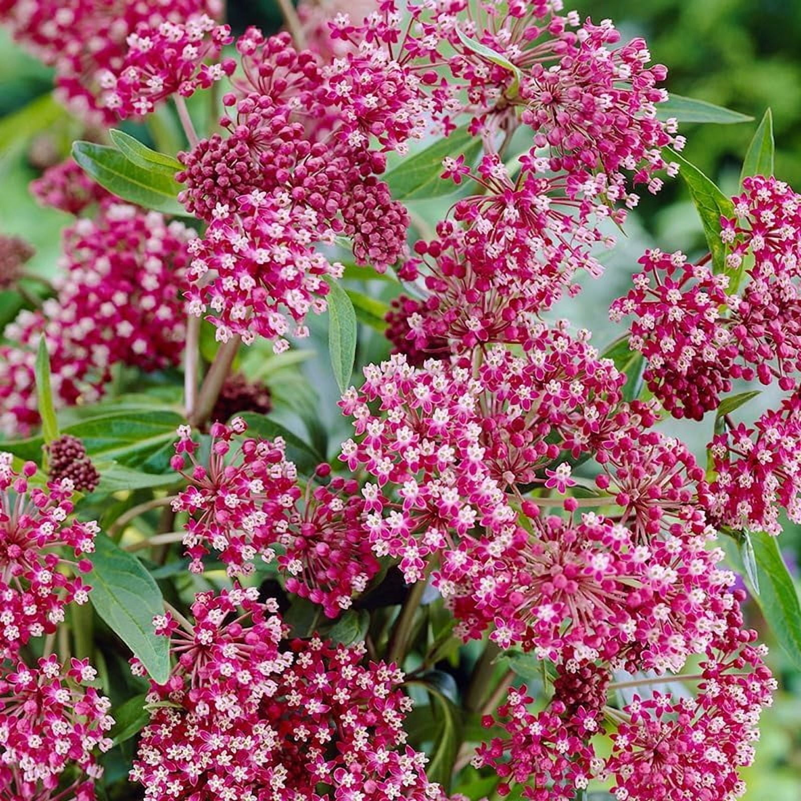 Holland Bulb Farms Soulmate Swamp Milkweed Flower Root (Pink, 1 Pack) npe5z