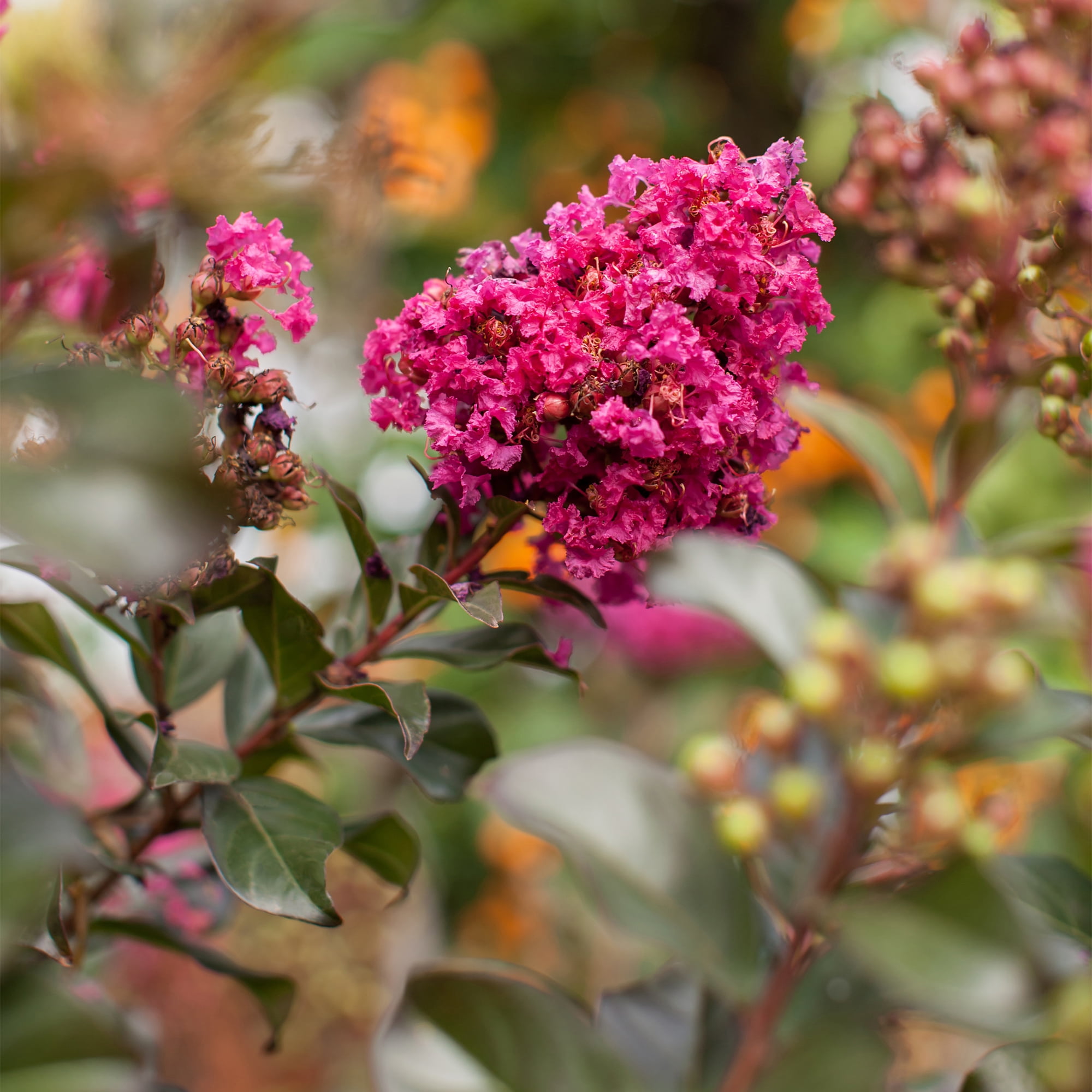 First Editions Plum Magic Crape Myrtle Live Shrub (Pink, 2 Gallon) zgzmh