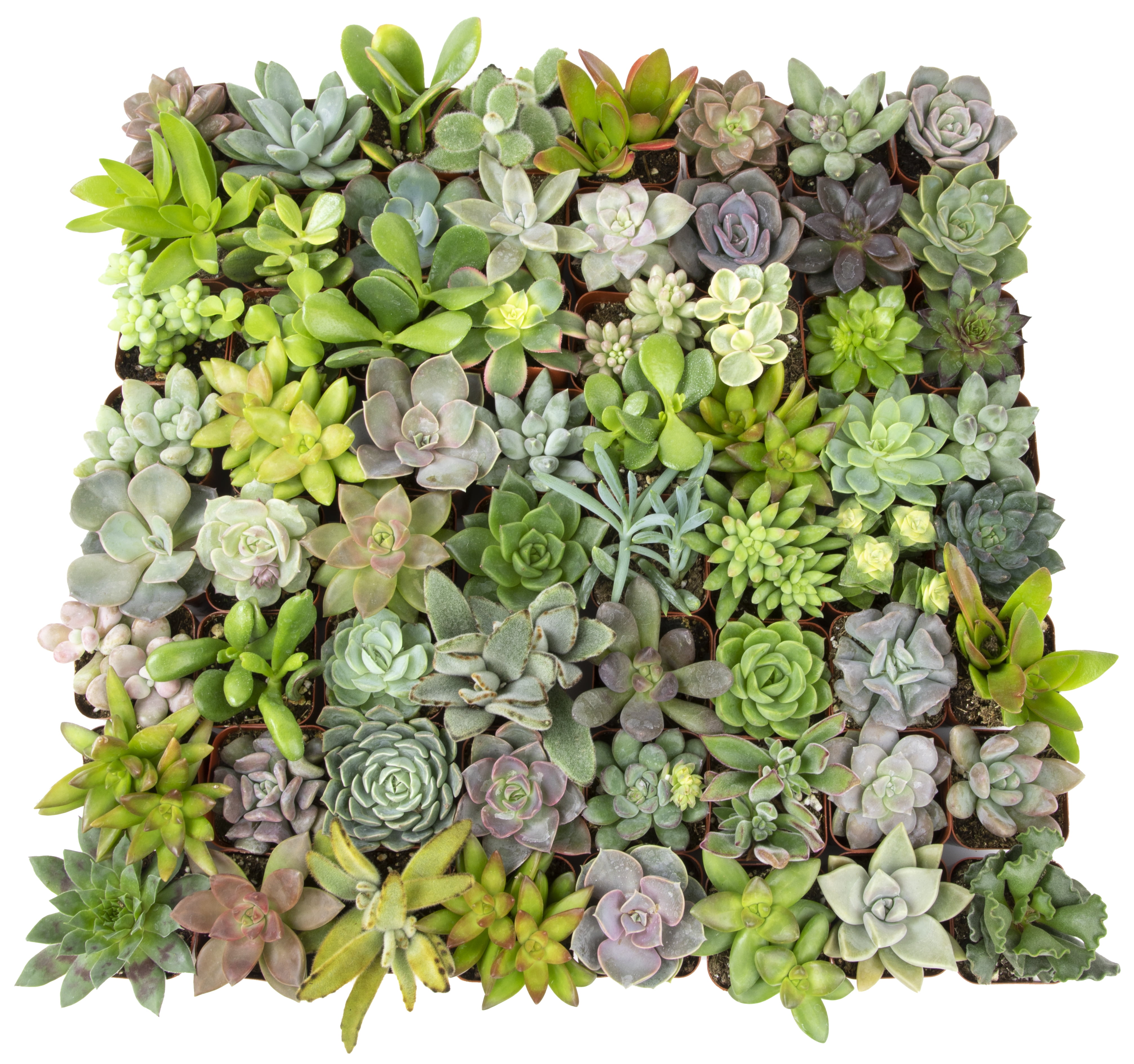 Altman Plants Live Succulent Assortment (Indoor & Outdoor Decorative Plants) (50 Pack, 2 in Pots) k66wu