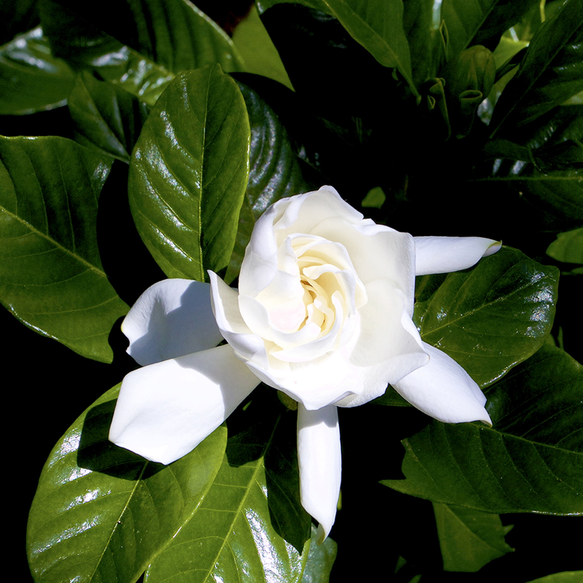 Altman Plants Gardenia Jasminoides Live Flowering Shrub (White, 1 gal) hcazo