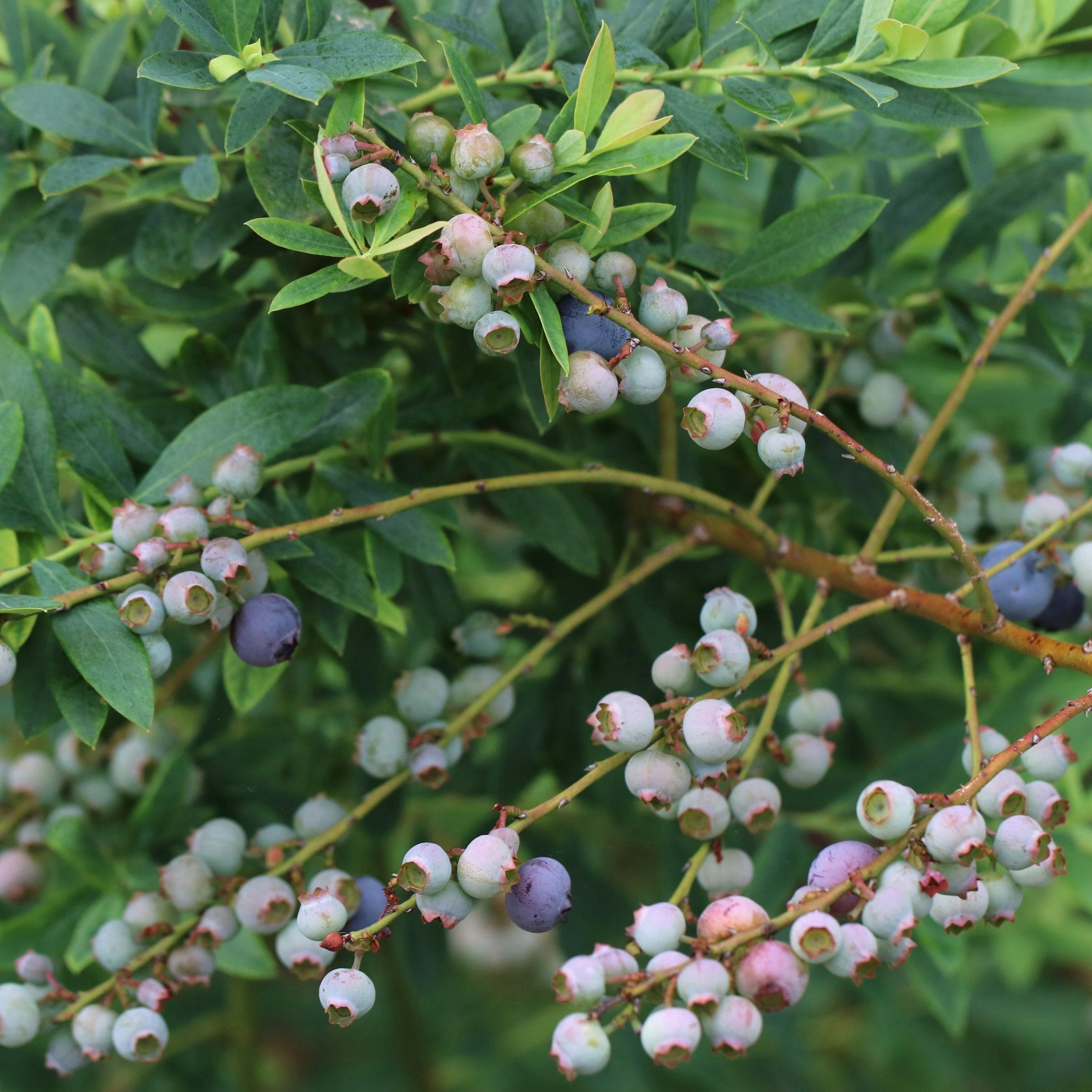 National Plant Network Legacy Blueberry Live Shrub (1 gal) m3u22