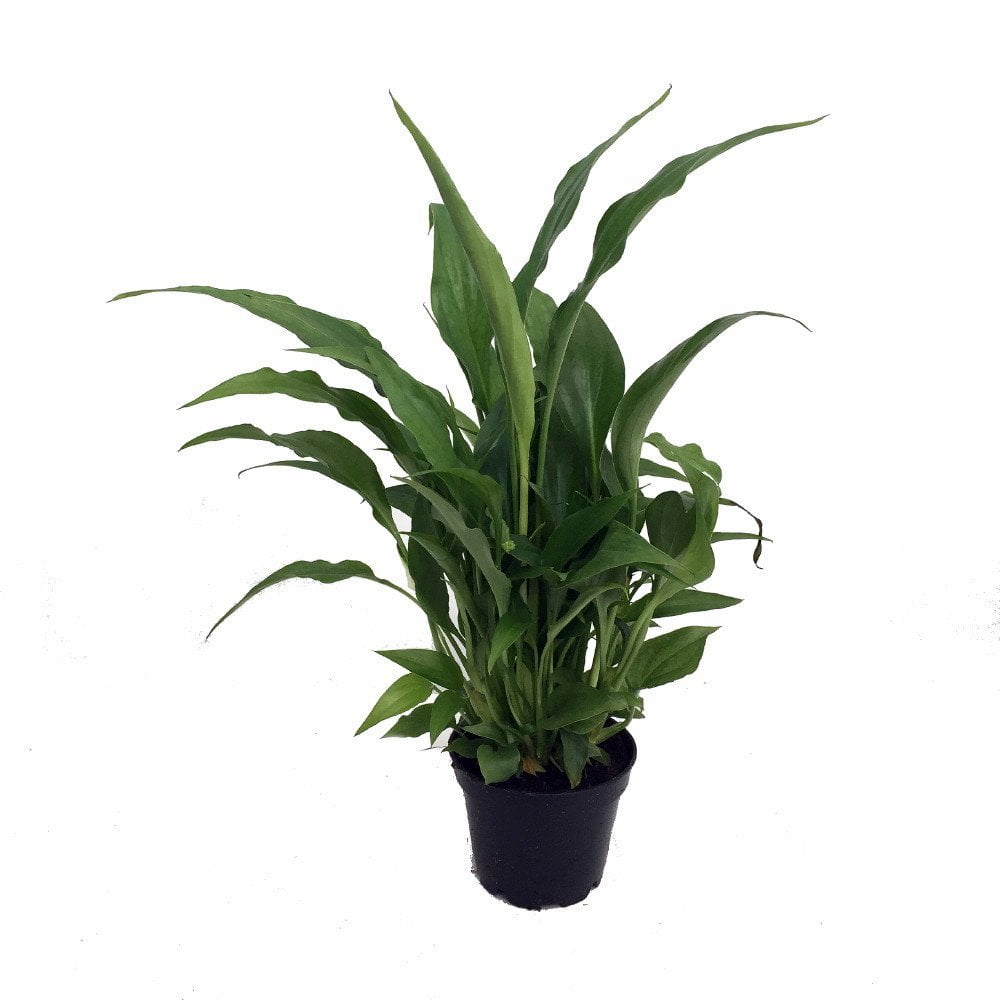 Hirt's Gardens Peace Lily Plant Spathiphyllum Indoor Houseplant (Green, 4 in) 5c6zw