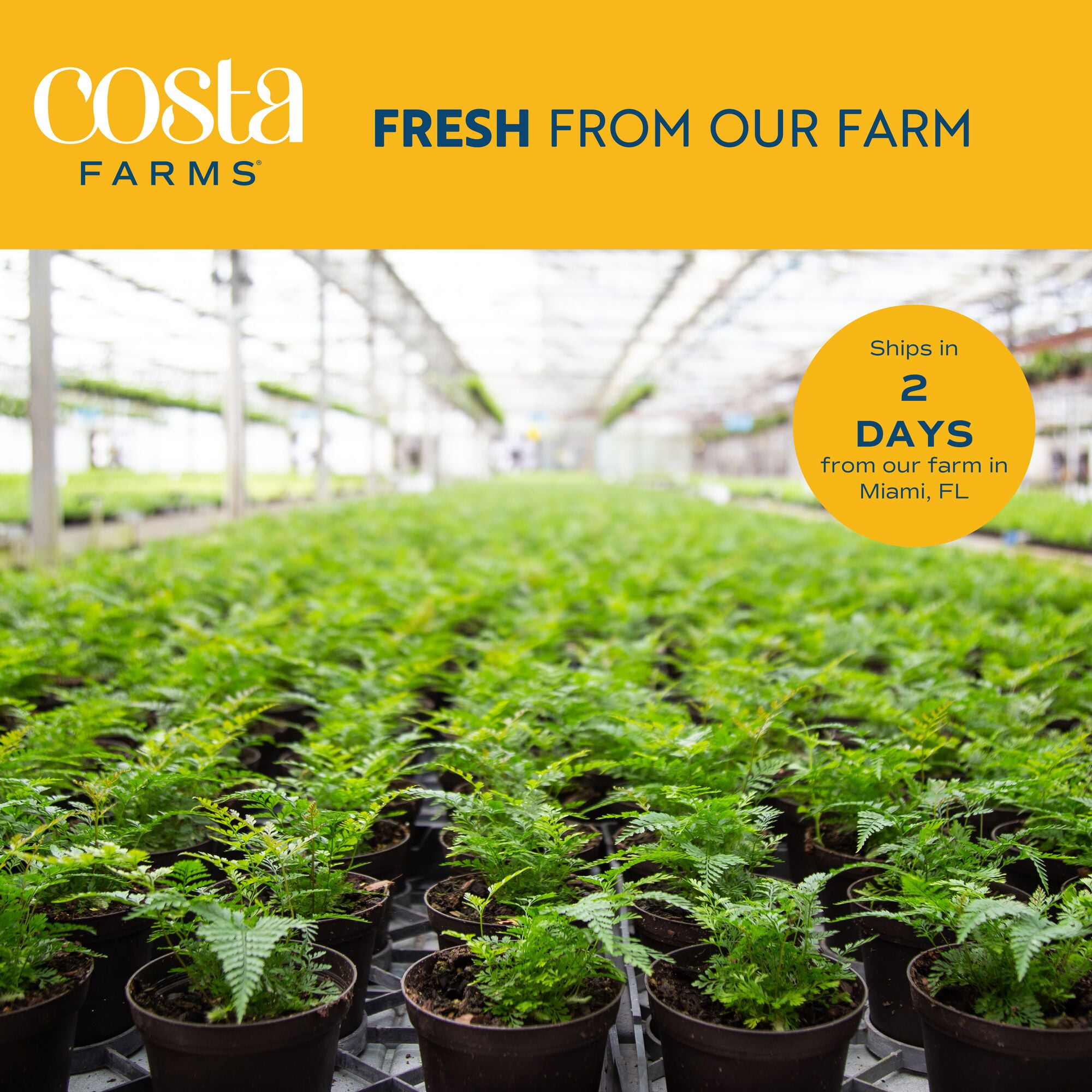 Costa Farms Peace Lily Live Indoor Plant (Green, 12 in Height, 5 in Self-Watering Pot) 20f3c