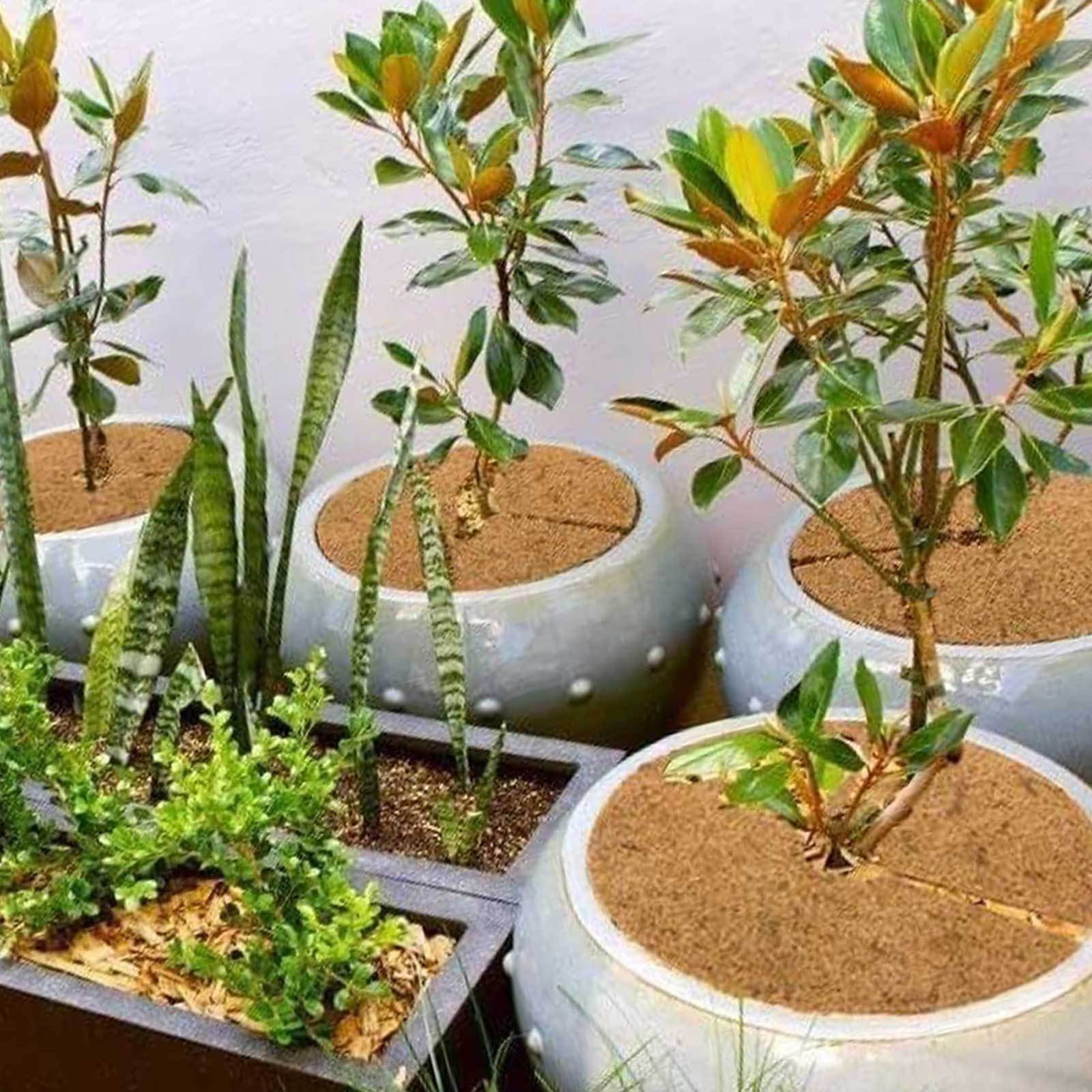NANDIYNZHI Natural Coconut Fiber Mulch Ring for Plant Pots, Weed Barrier and Moisture Retention (6 Pack, 7.9 in) u492d