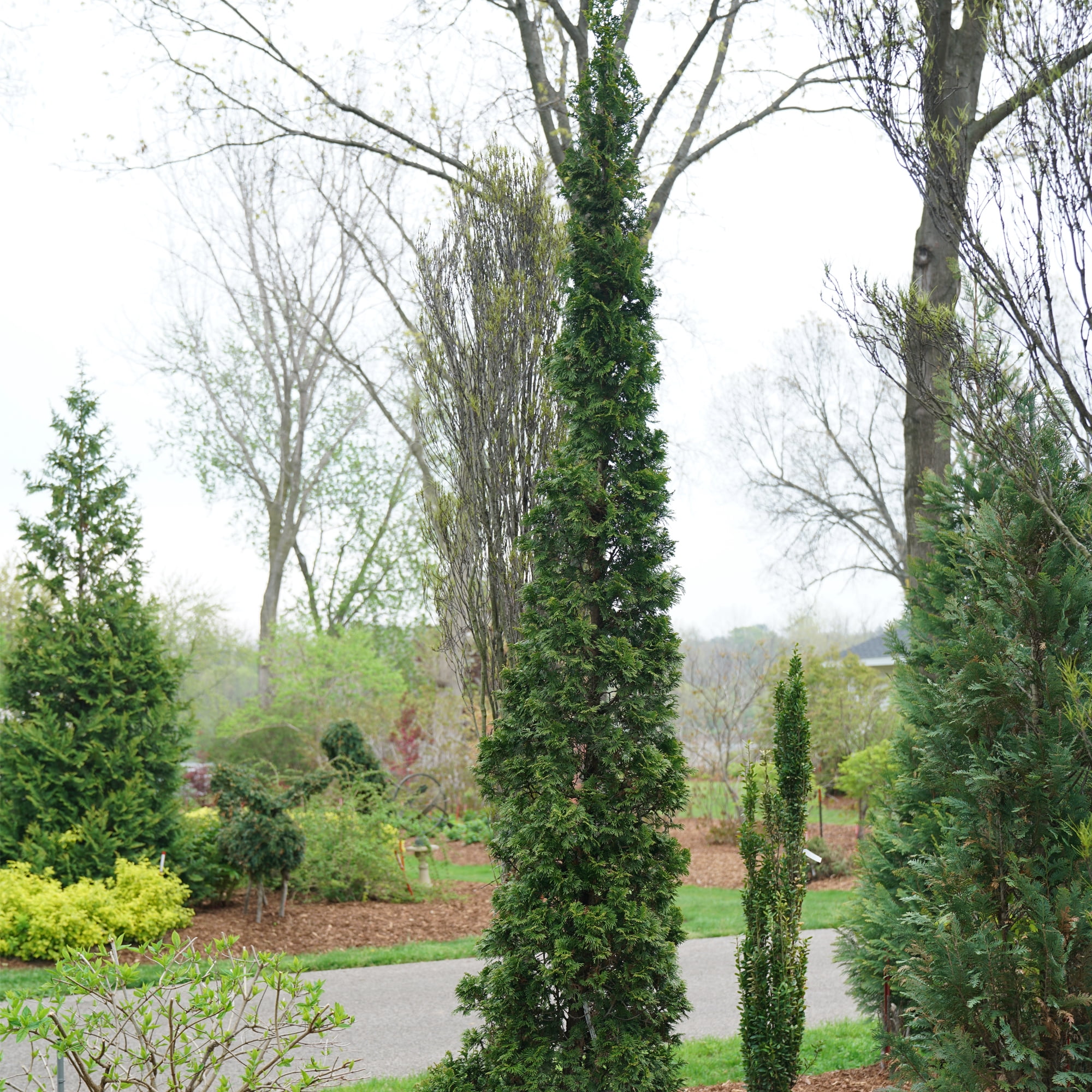 Proven Winners ColorChoice Sting Arborvitae Live Shrub (Green, 2 Gallon) d8wci