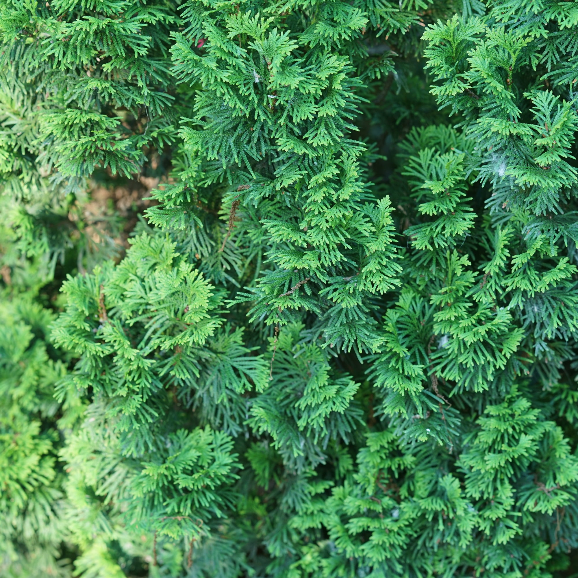 Proven Winners ColorChoice Sting Arborvitae Live Shrub (Green, 2 Gallon) d8wci