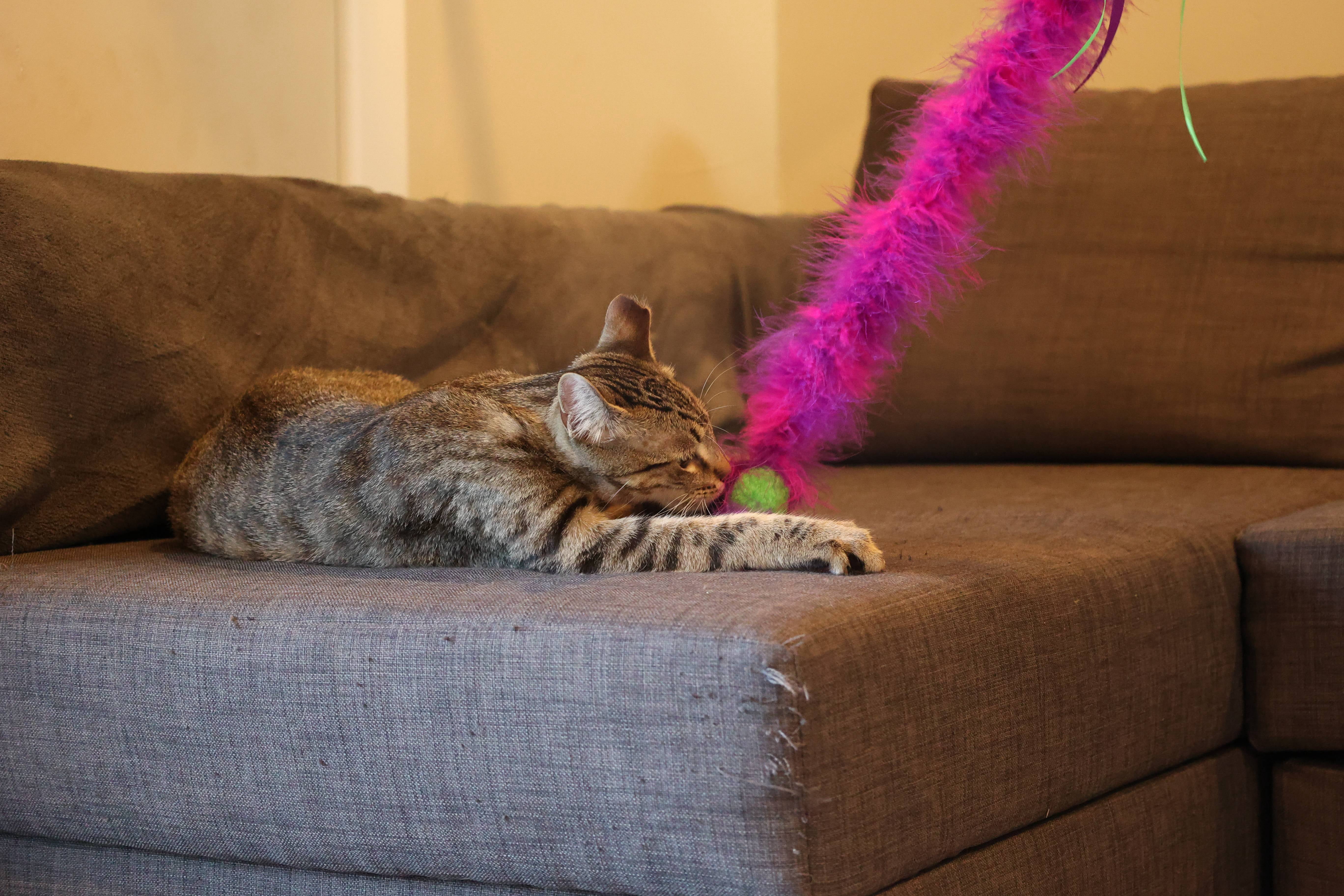 Vibrant Life Feather Wand Cat Toy Interactive Teaser with Bell (Multi-color, 1 Pack) 9gr7p