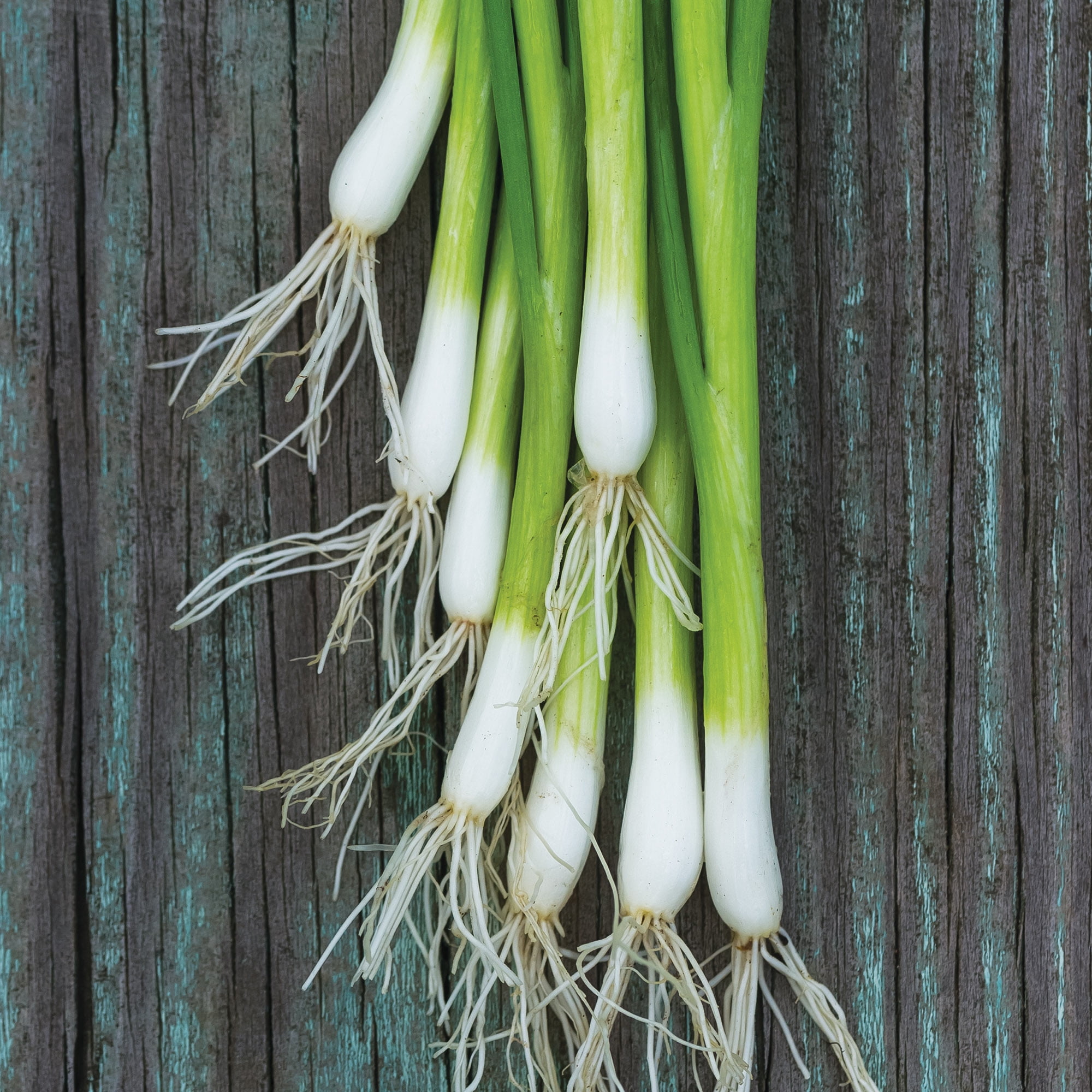Burpee Flavor King Bunching Onion Seeds (Container-Friendly, Vegetable Gardening, 1-Pack) y87n3