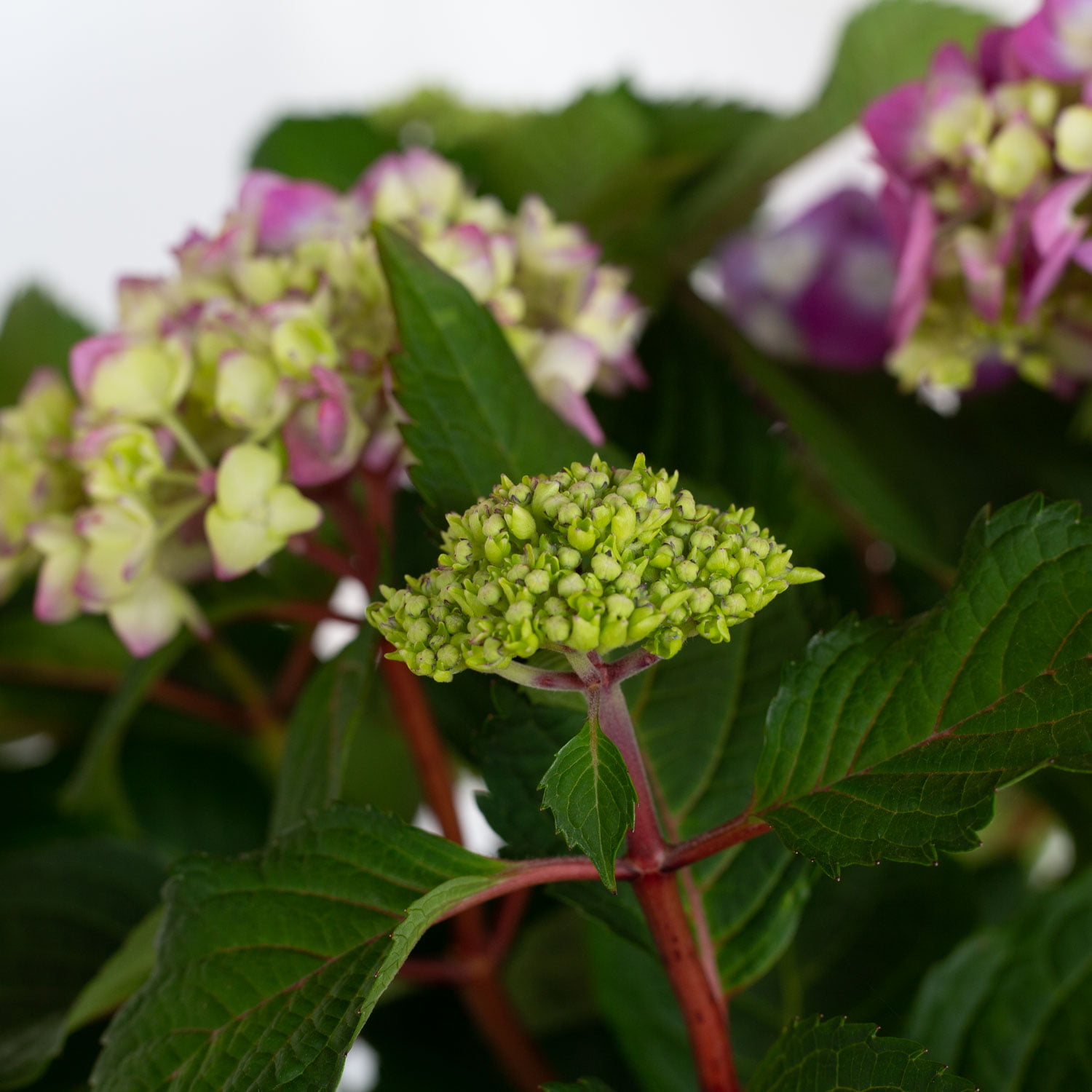 Endless Summer BloomStruck Reblooming Hydrangea Live Shrub (Pink and Blue, 2 Gallon) zkacp
