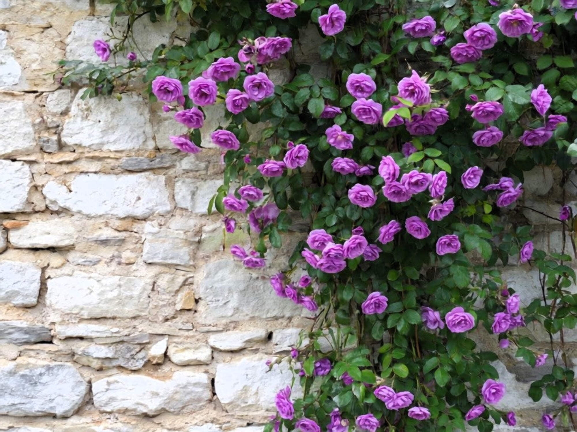 Seedville USA Purple Climbing Rose Flower Seeds (Fragrant Rosa Bush Vine, 5 Seeds) e0320