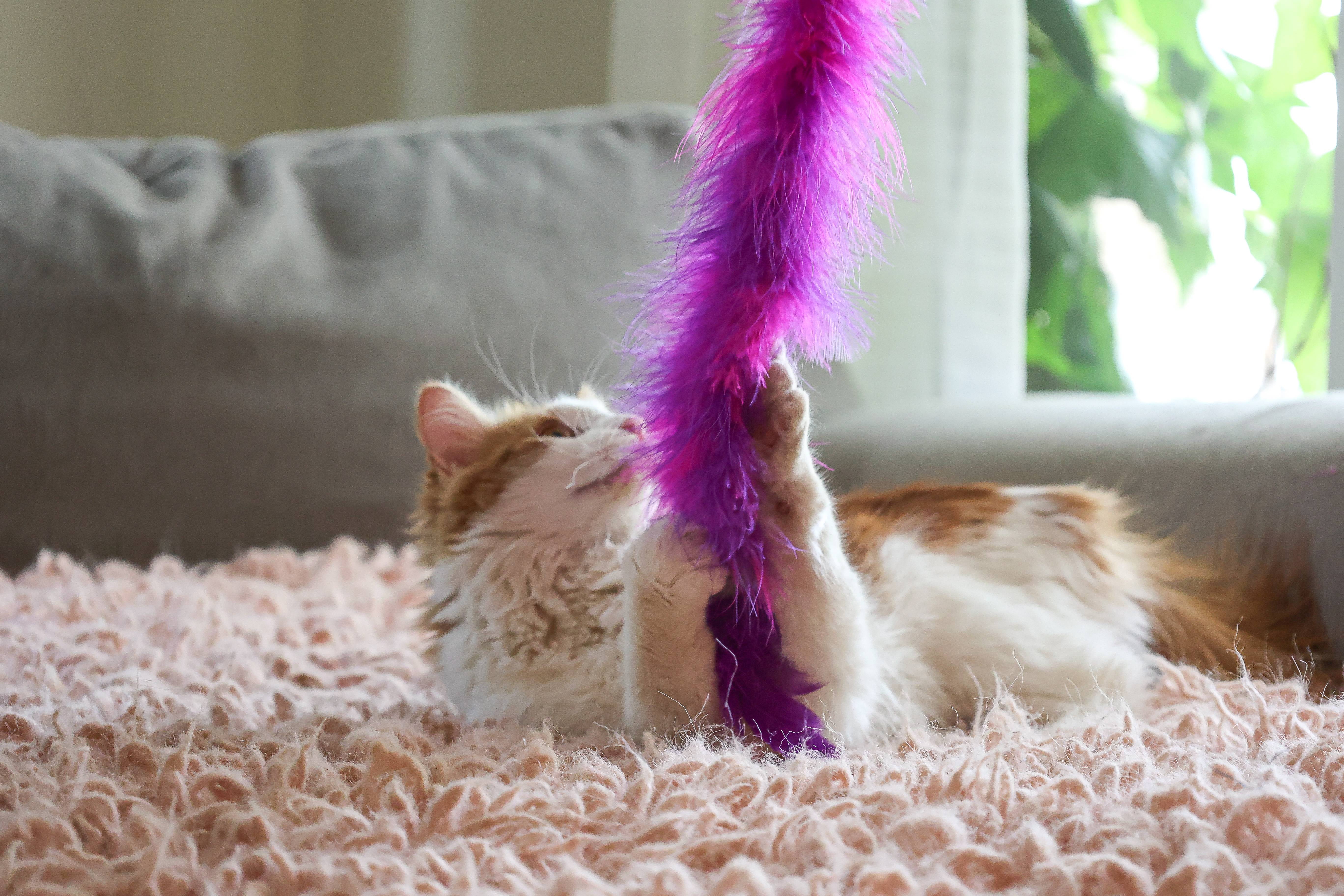 Vibrant Life Feather Wand Cat Toy Interactive Teaser with Bell (Multi-color, 1 Pack) 9gr7p