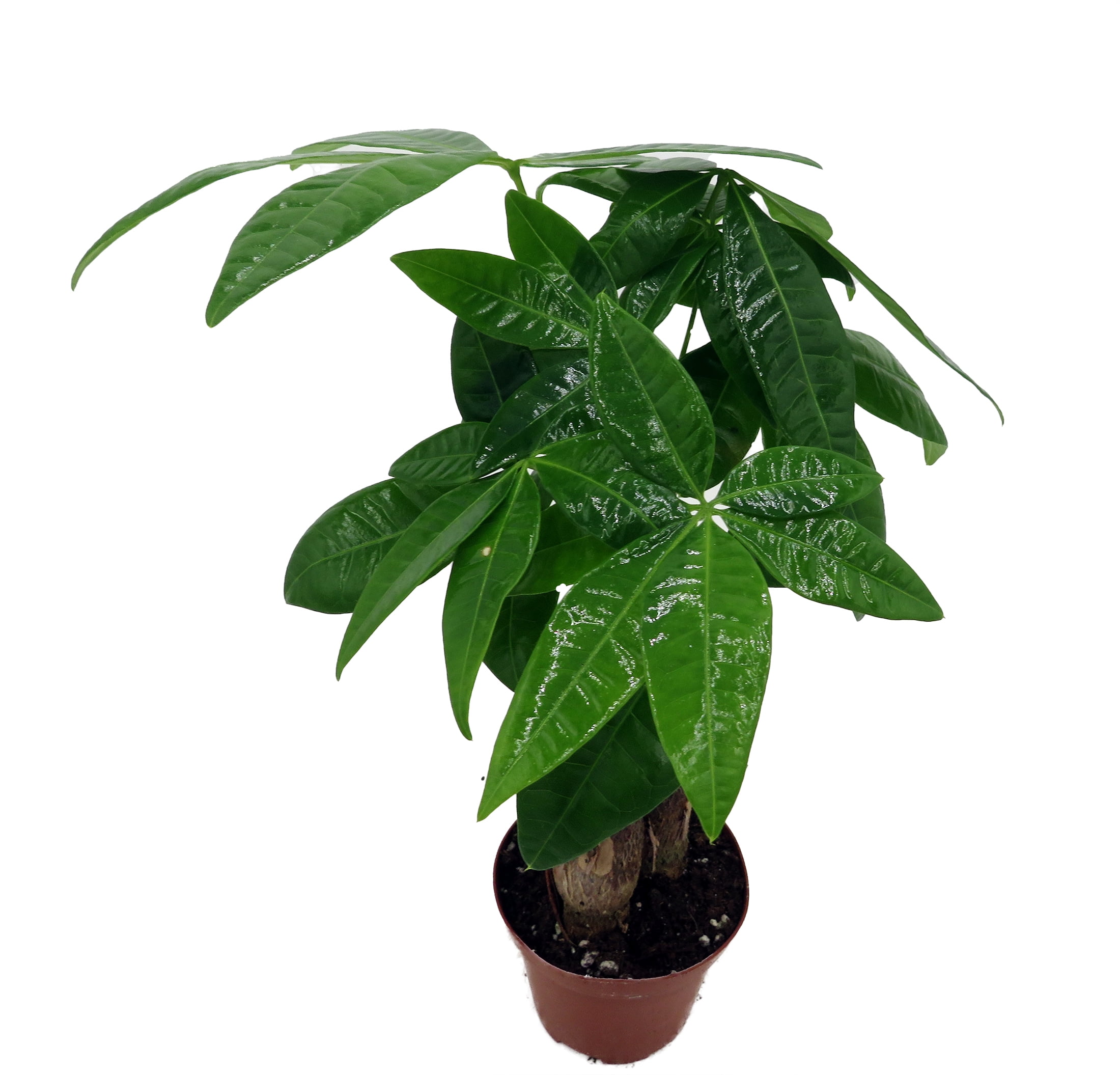 Hirt's Gardens Twisted Money Tree Pachira Indoor Houseplant (Green, 3 in Pot) m14kh
