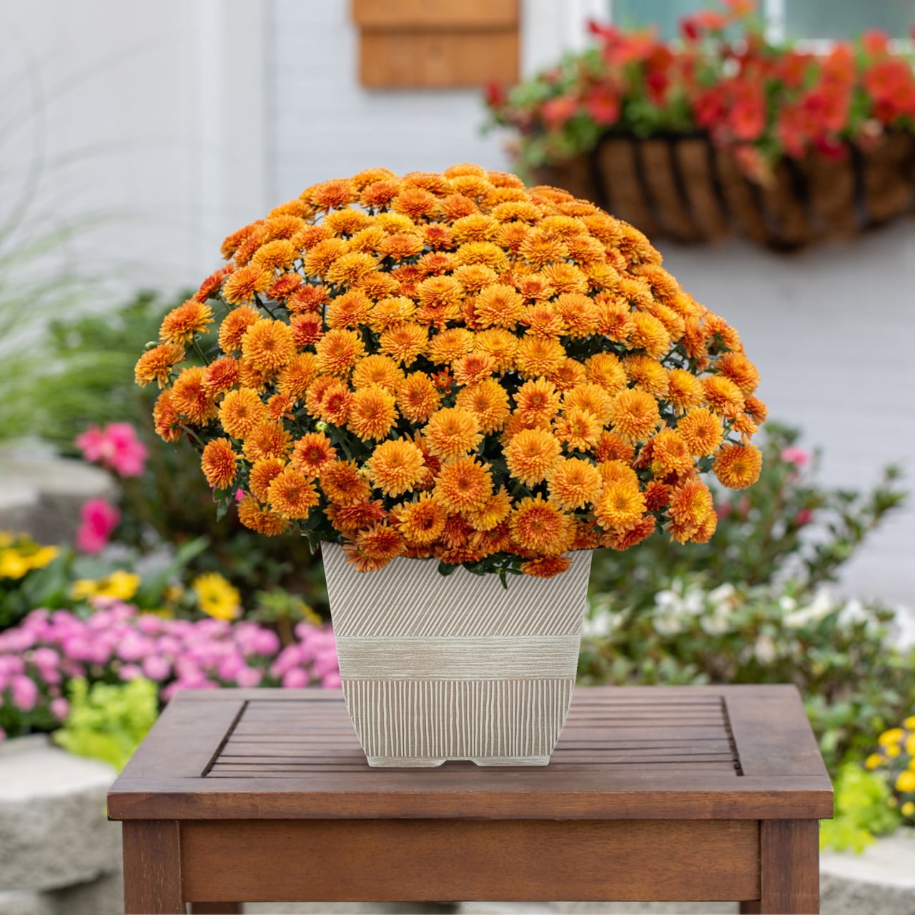 Expert Gardener Orange Garden Chrysanthemum Live Plant in Decorative Square Pot (1 gal) zbjss