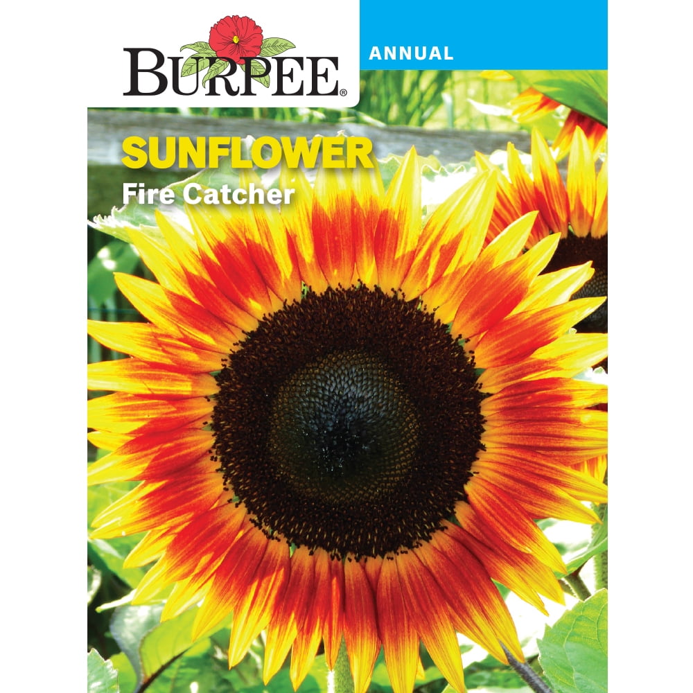 Burpee Fire Catcher Sunflower Seeds (Two-Tone, 1 Pack) qjhra